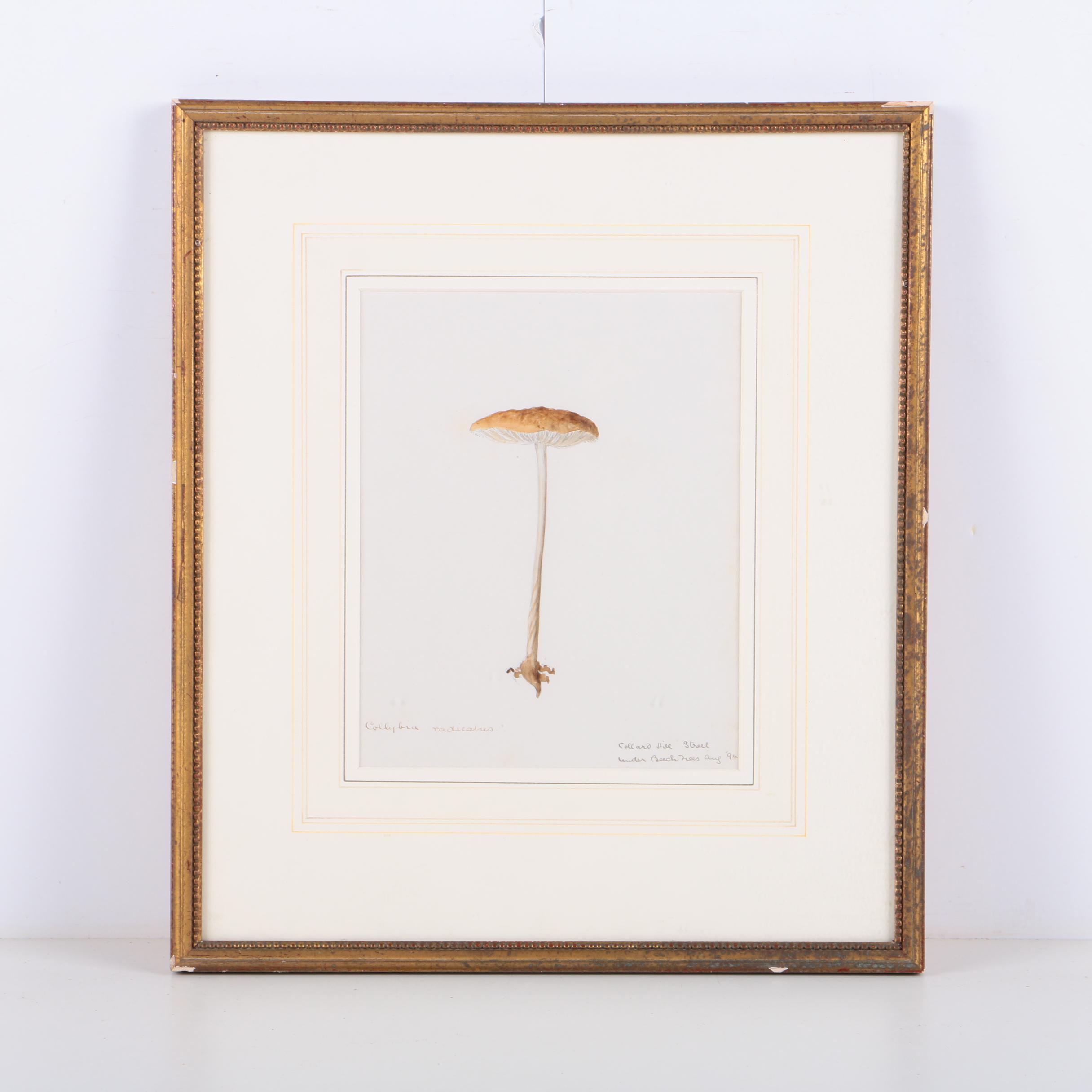 Watercolor Painting on Paper of Collybia Radicata Mushroom