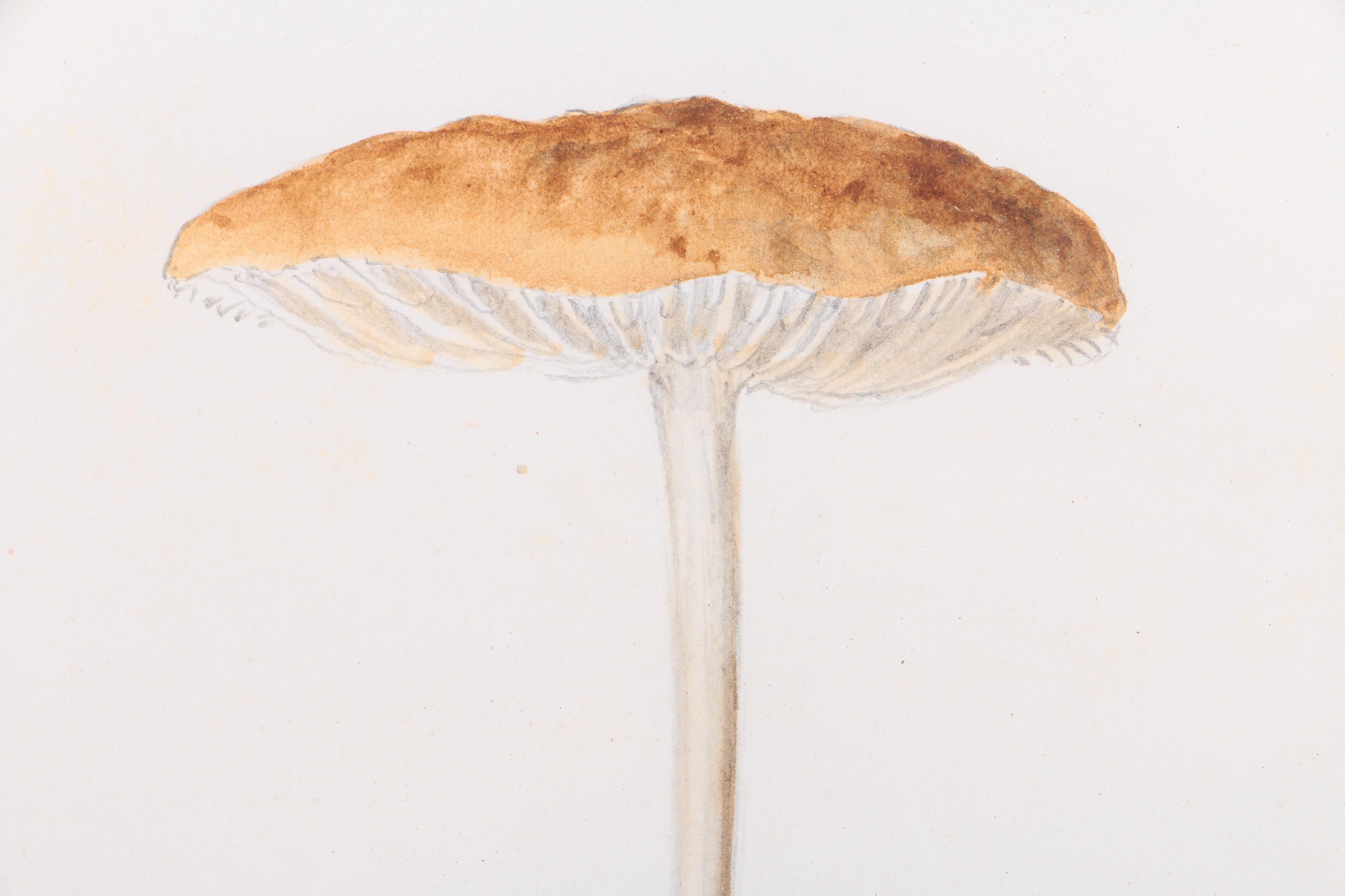 Watercolor Painting on Paper of Collybia Radicata Mushroom