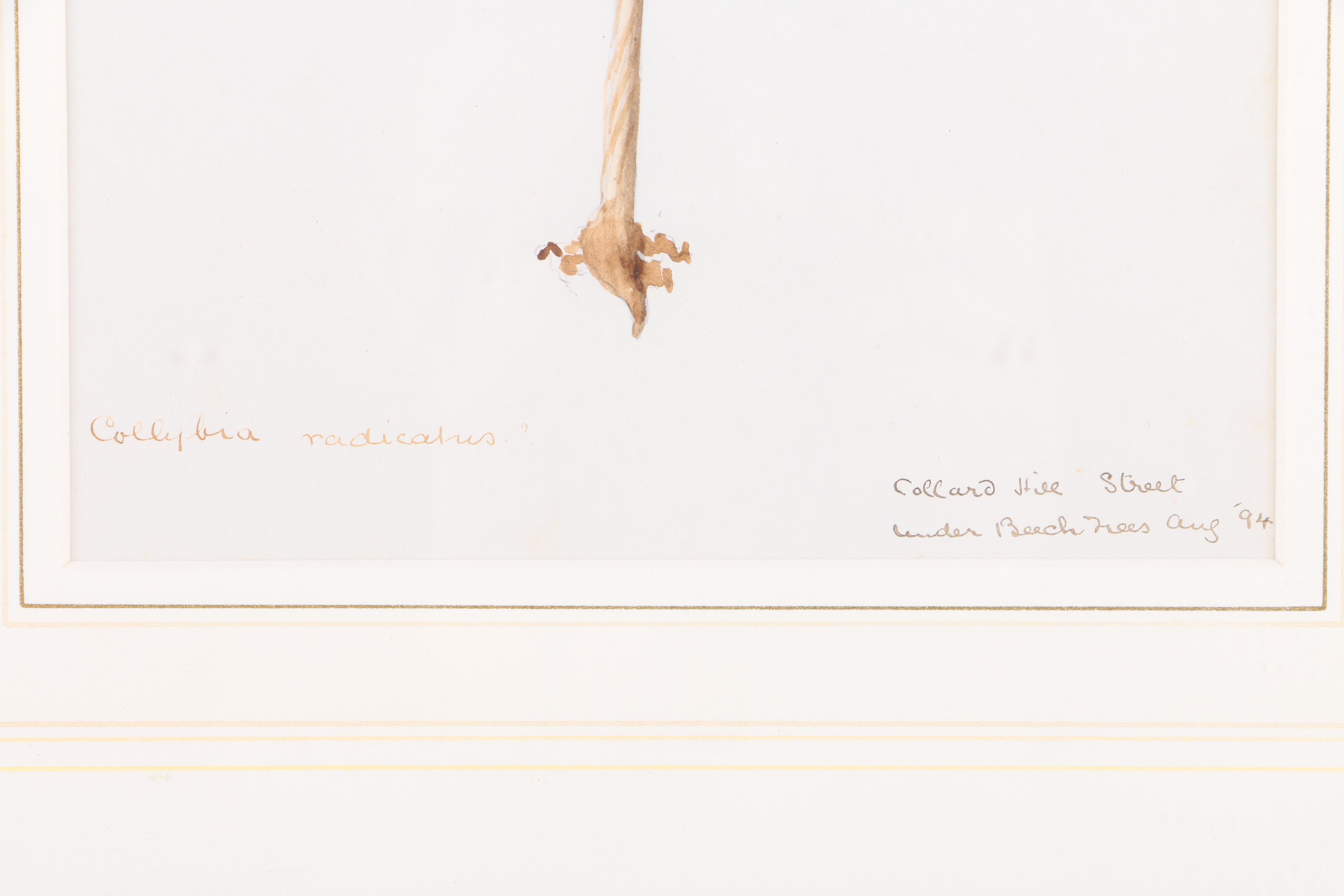 Watercolor Painting on Paper of Collybia Radicata Mushroom