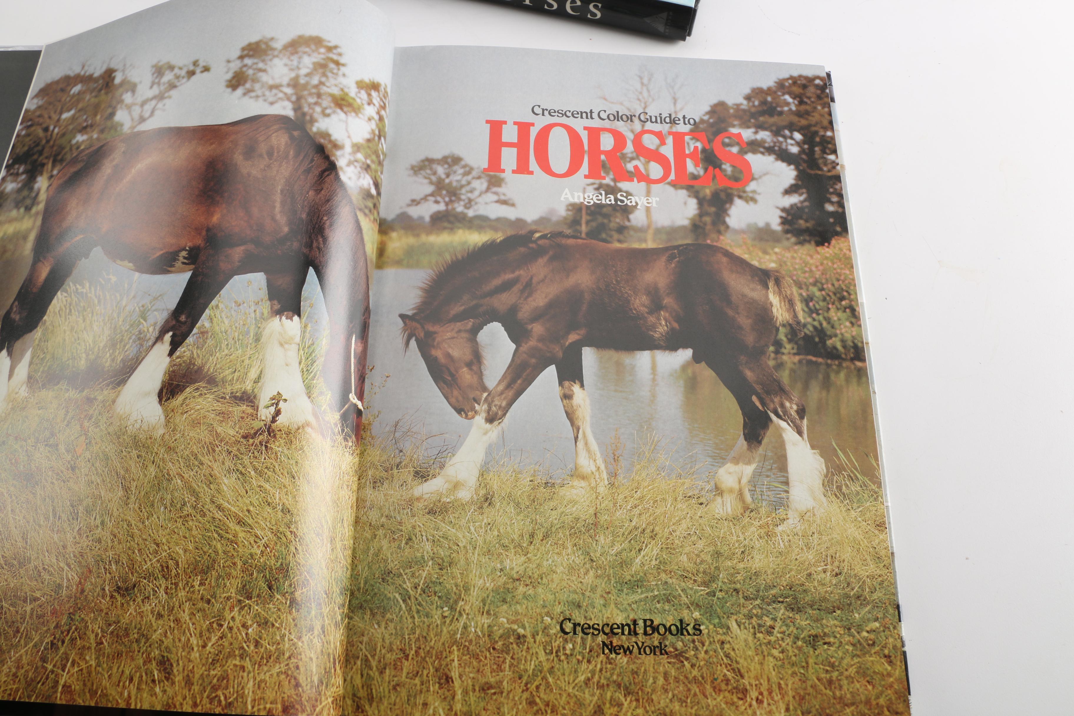 Horse Themed Photography Books
