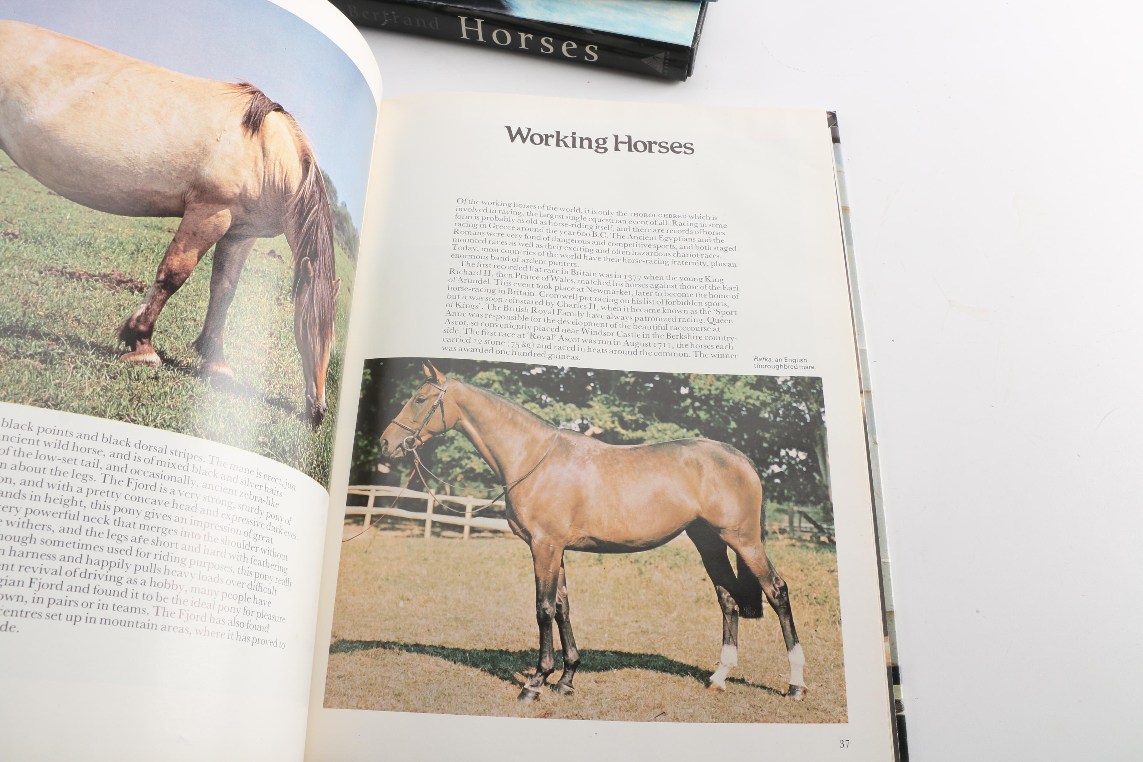 Horse Themed Photography Books