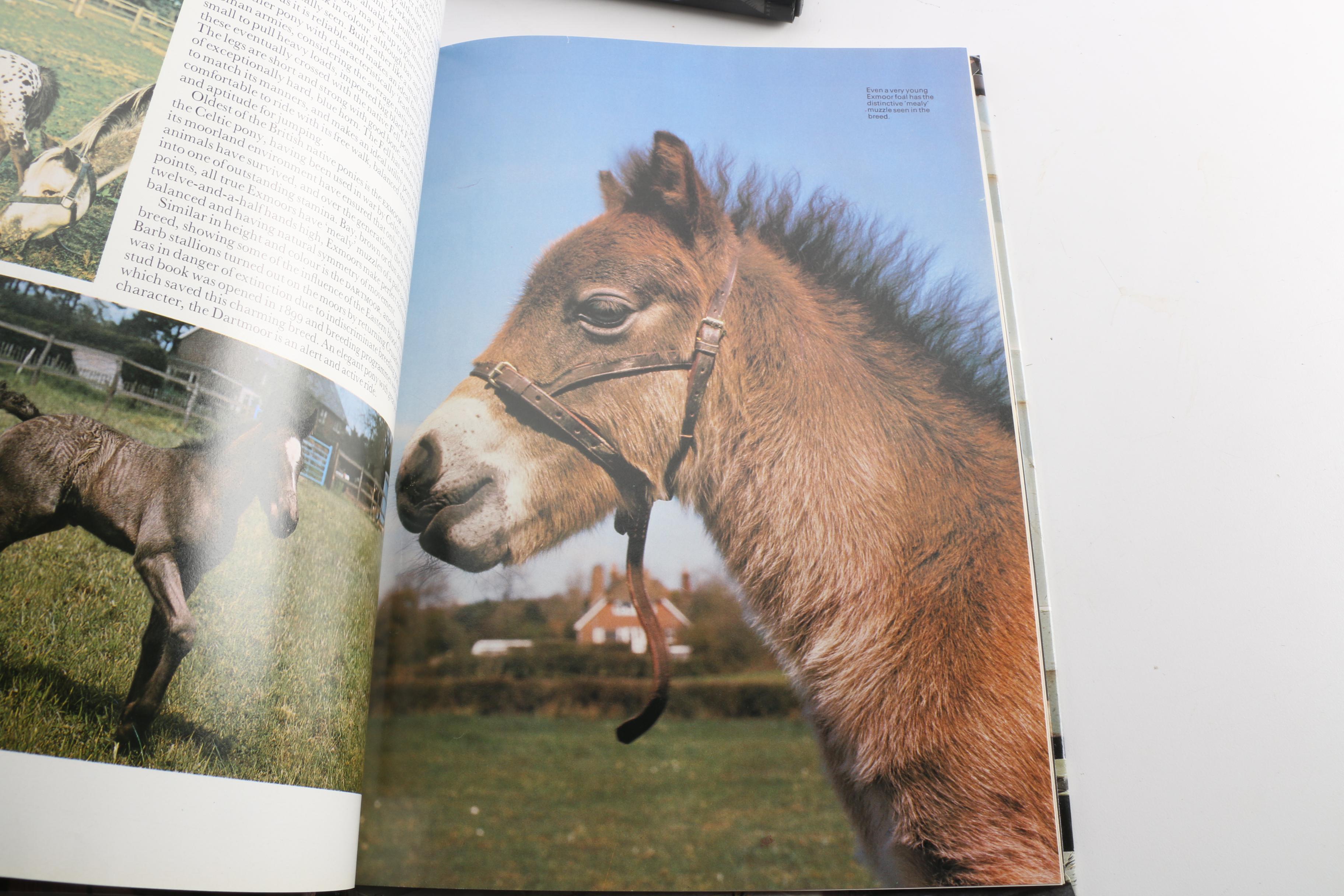 Horse Themed Photography Books