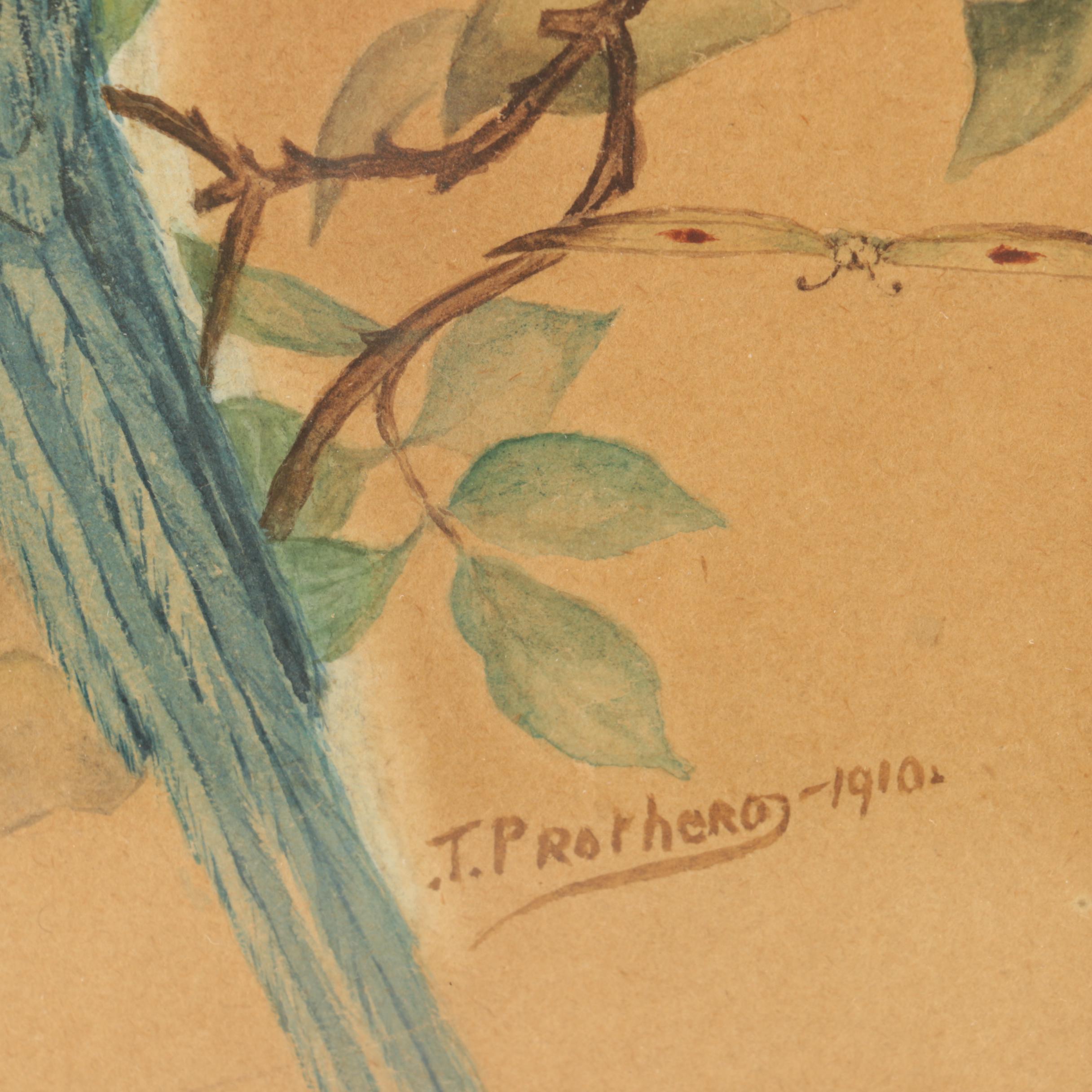 T. Prothero Watercolor Painting on Paper of Parrot