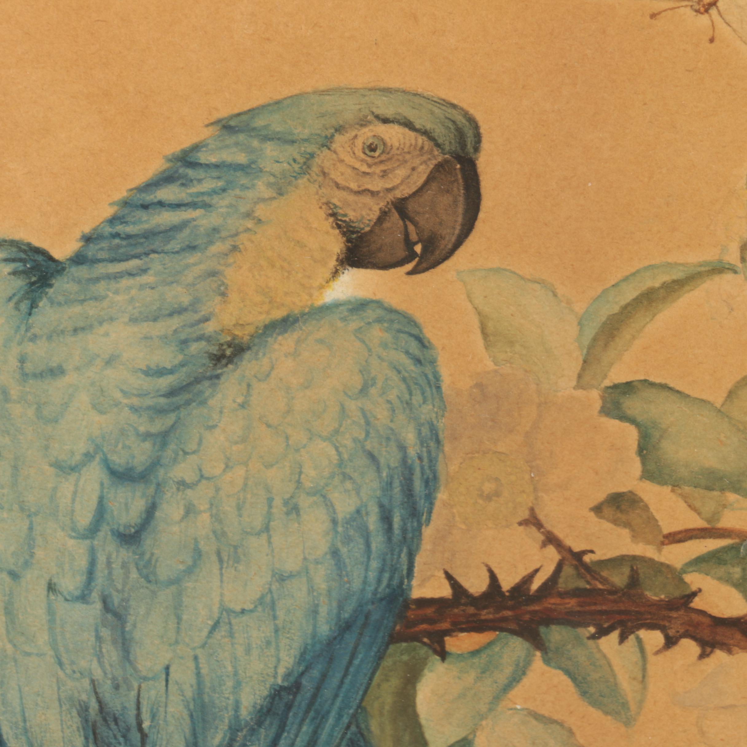 T. Prothero Watercolor Painting on Paper of Parrot