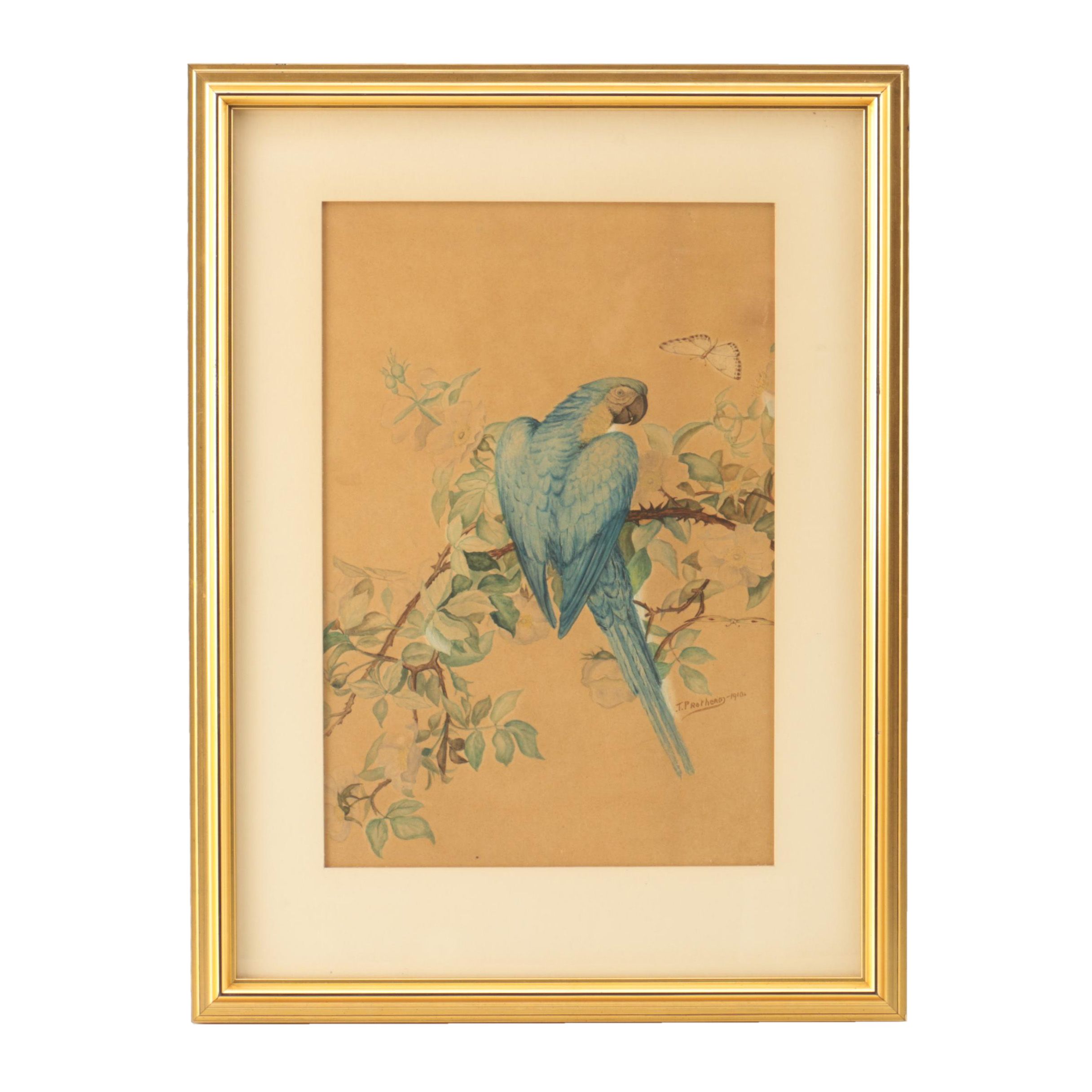 T. Prothero Watercolor Painting on Paper of Parrot
