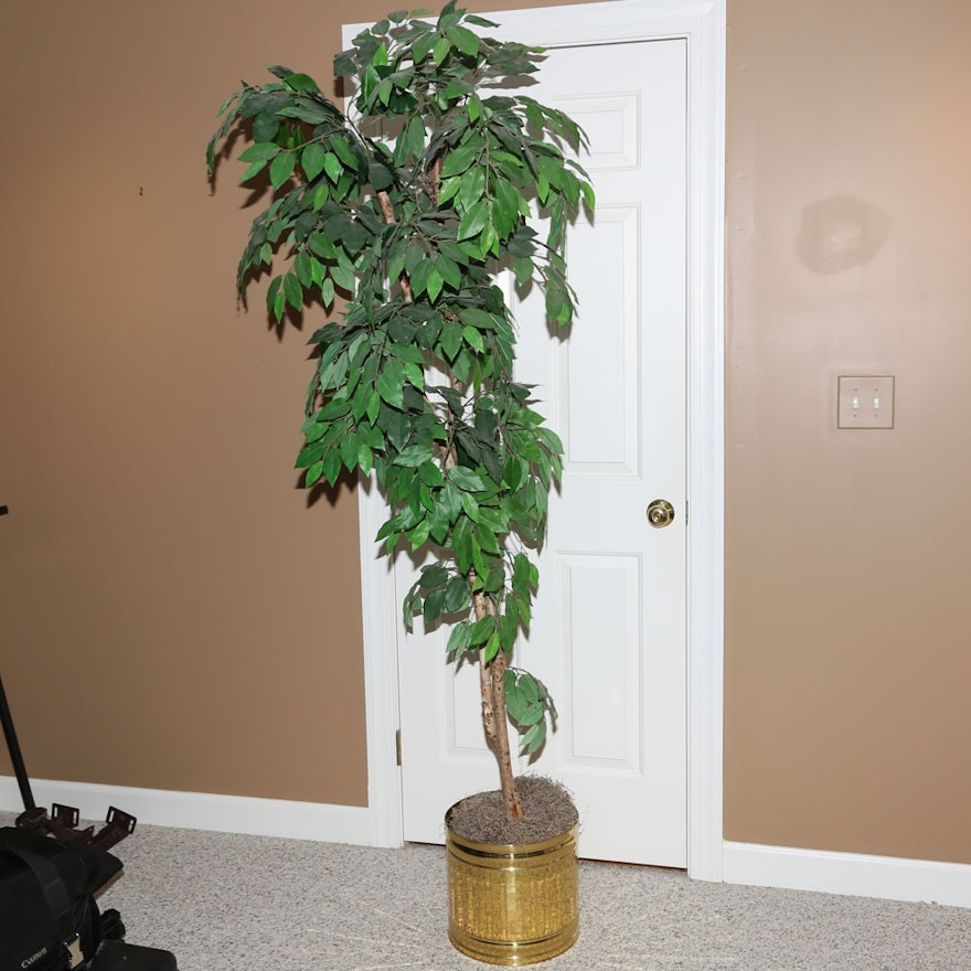 Ficus Tree