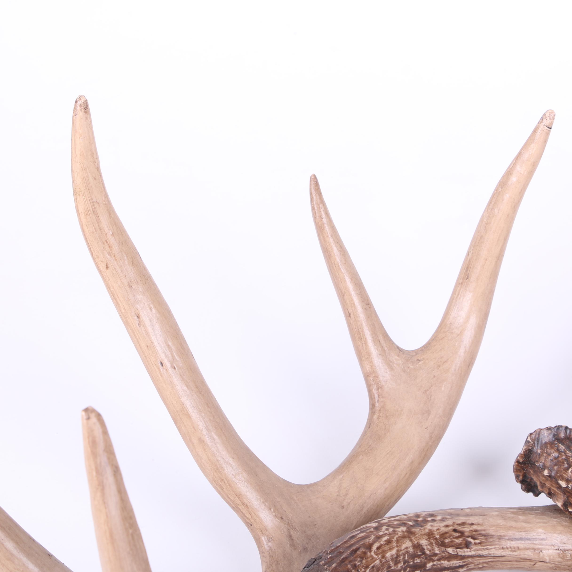 Ceramic Deer Antlers