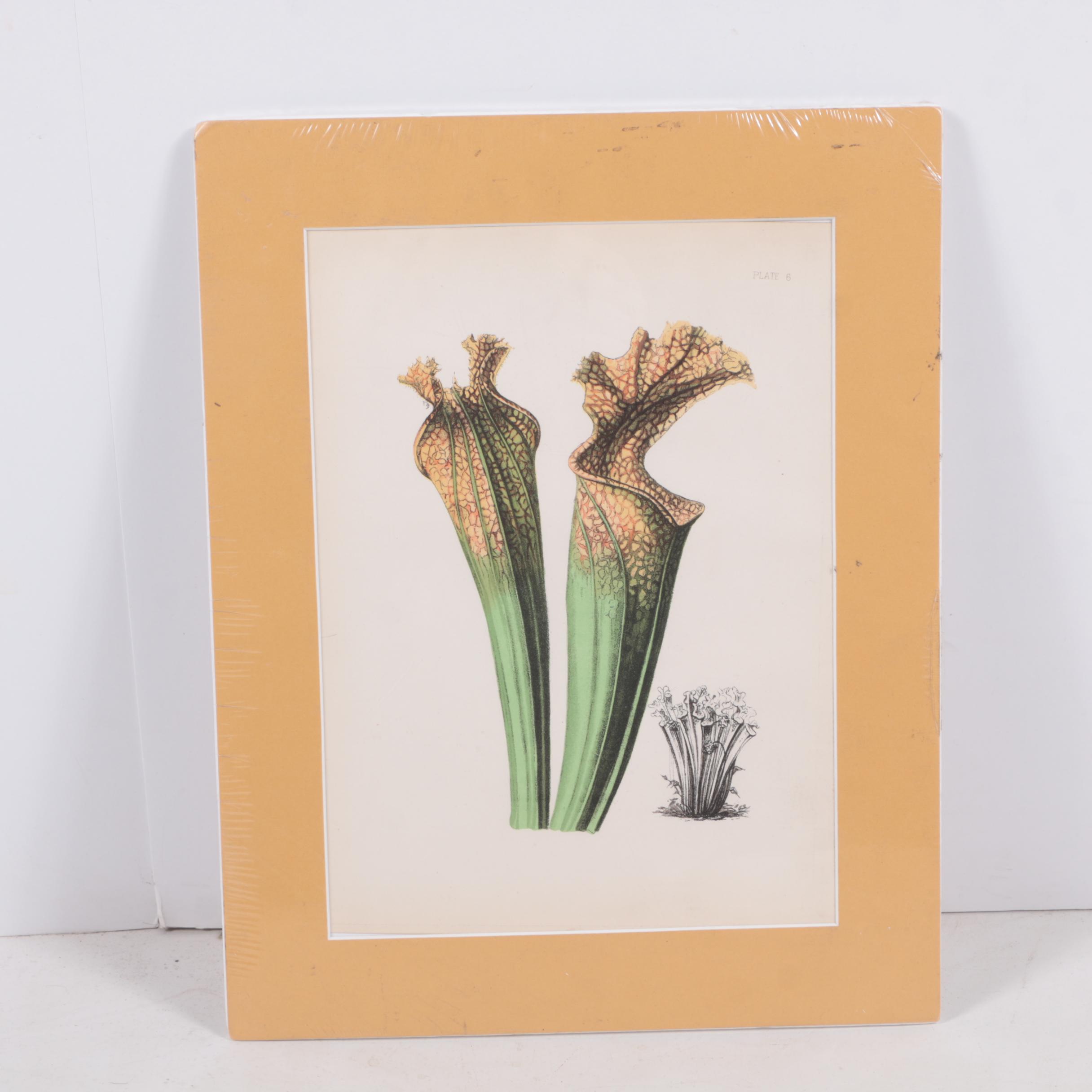 Hand-Colored Lithographs of Botanical Subjects From "Paxton's Flower Garden"