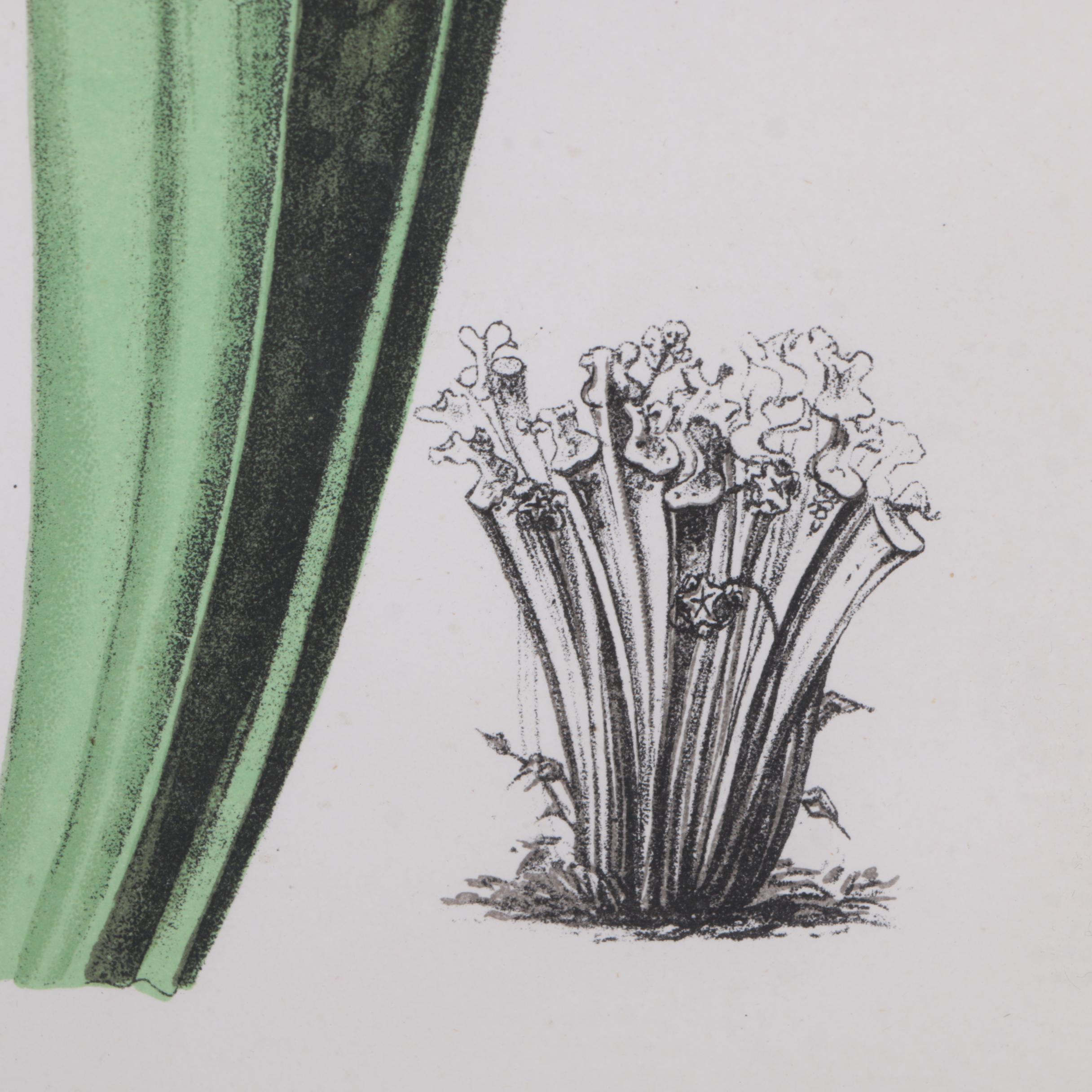 Hand-Colored Lithographs of Botanical Subjects From "Paxton's Flower Garden"