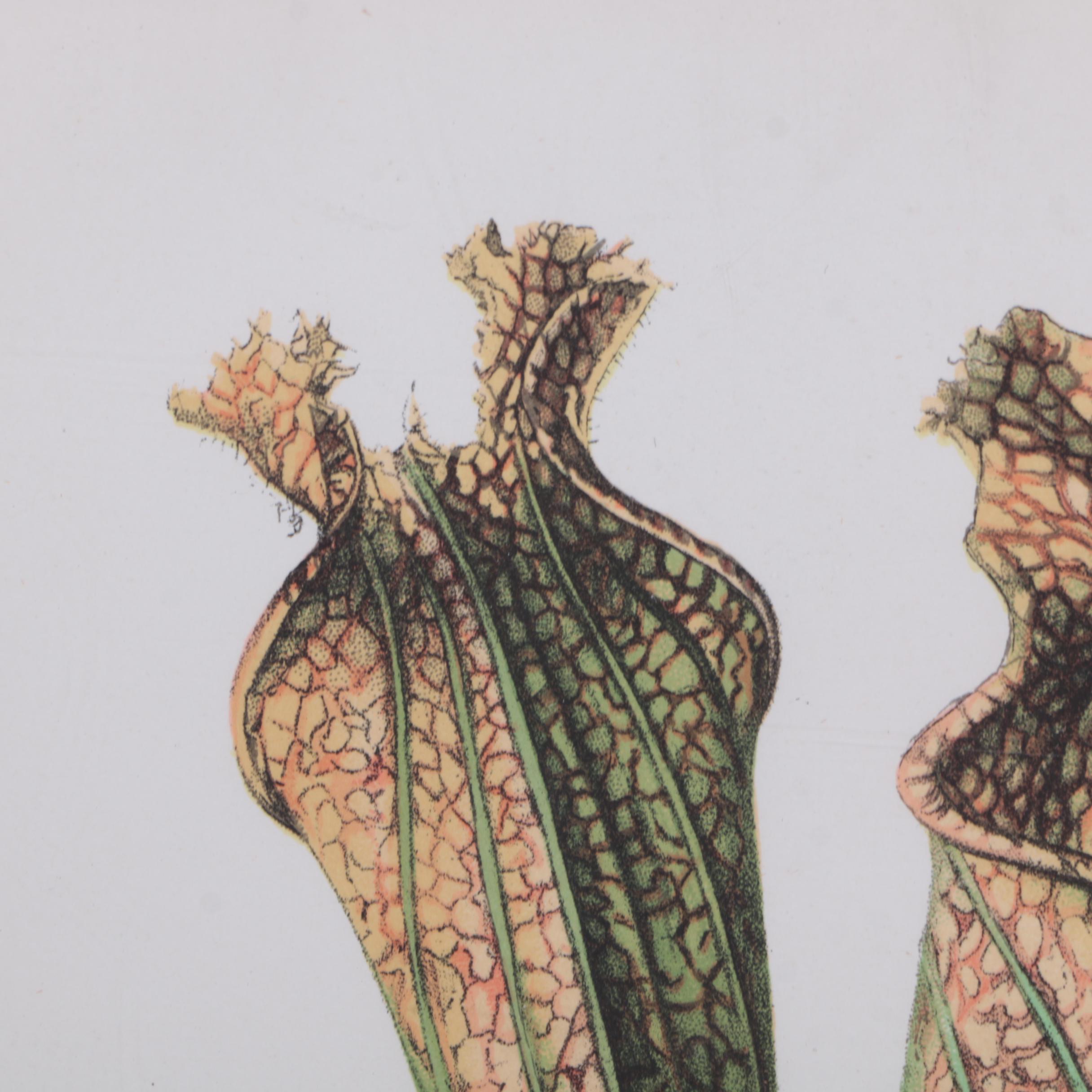 Hand-Colored Lithographs of Botanical Subjects From "Paxton's Flower Garden"