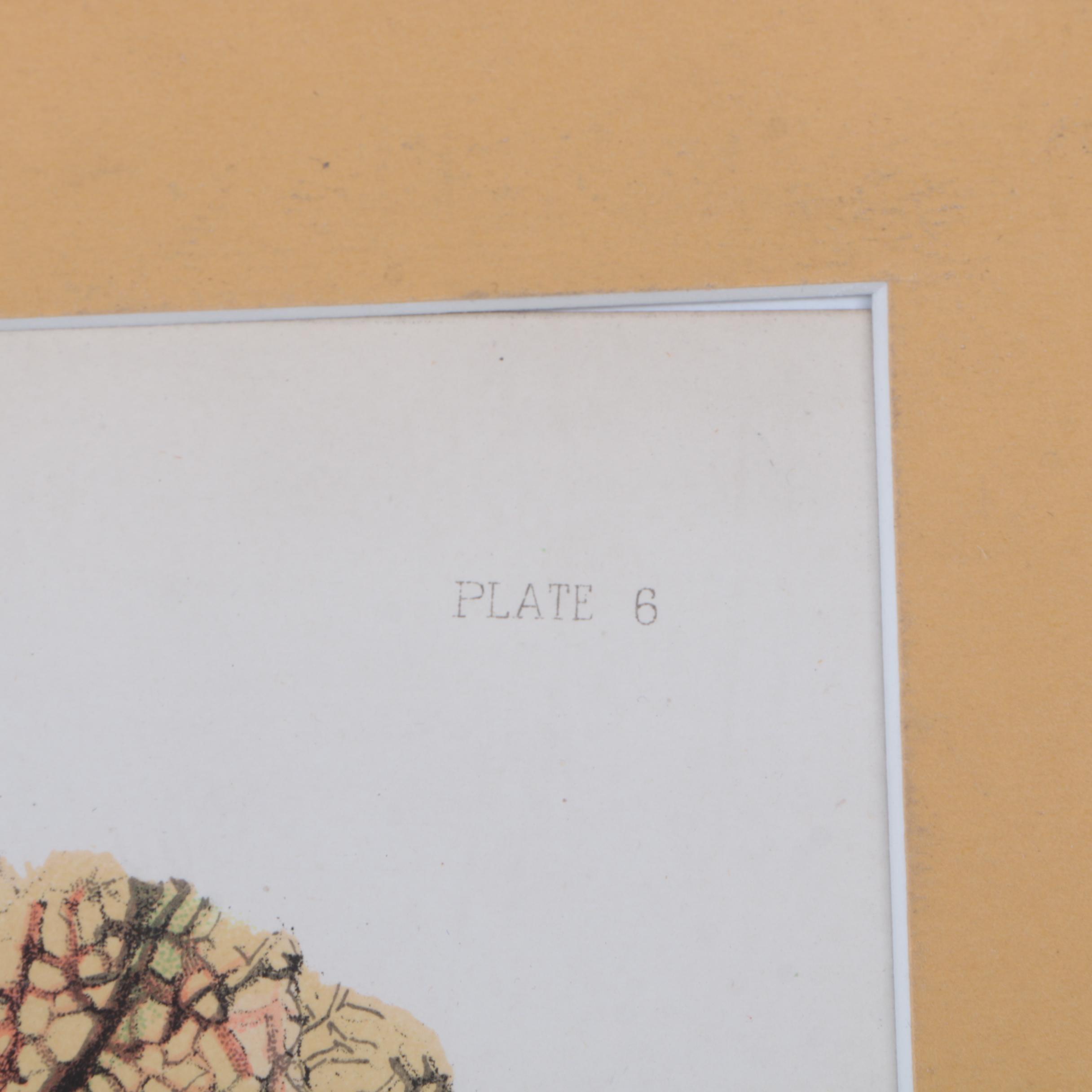 Hand-Colored Lithographs of Botanical Subjects From "Paxton's Flower Garden"