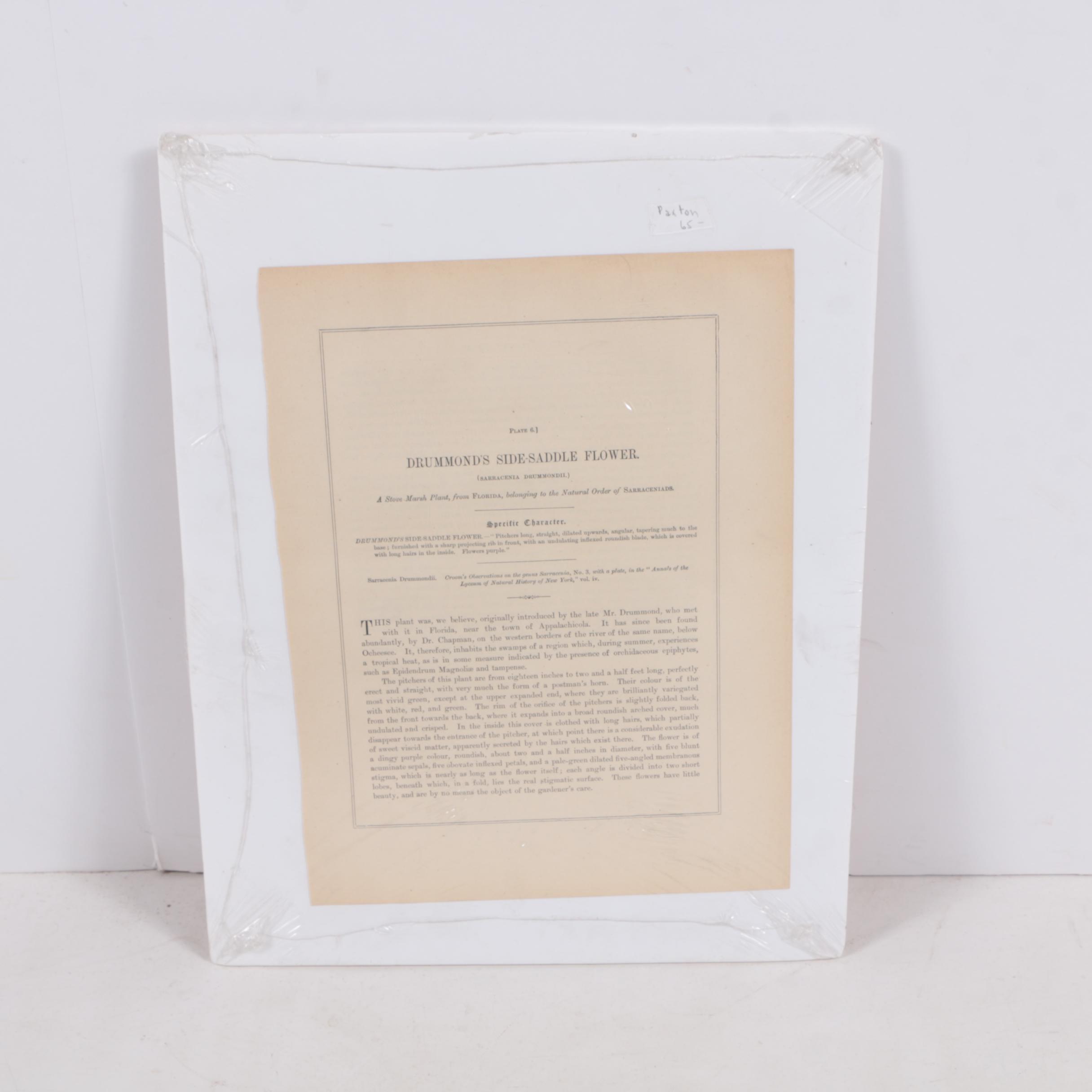 Hand-Colored Lithographs of Botanical Subjects From "Paxton's Flower Garden"