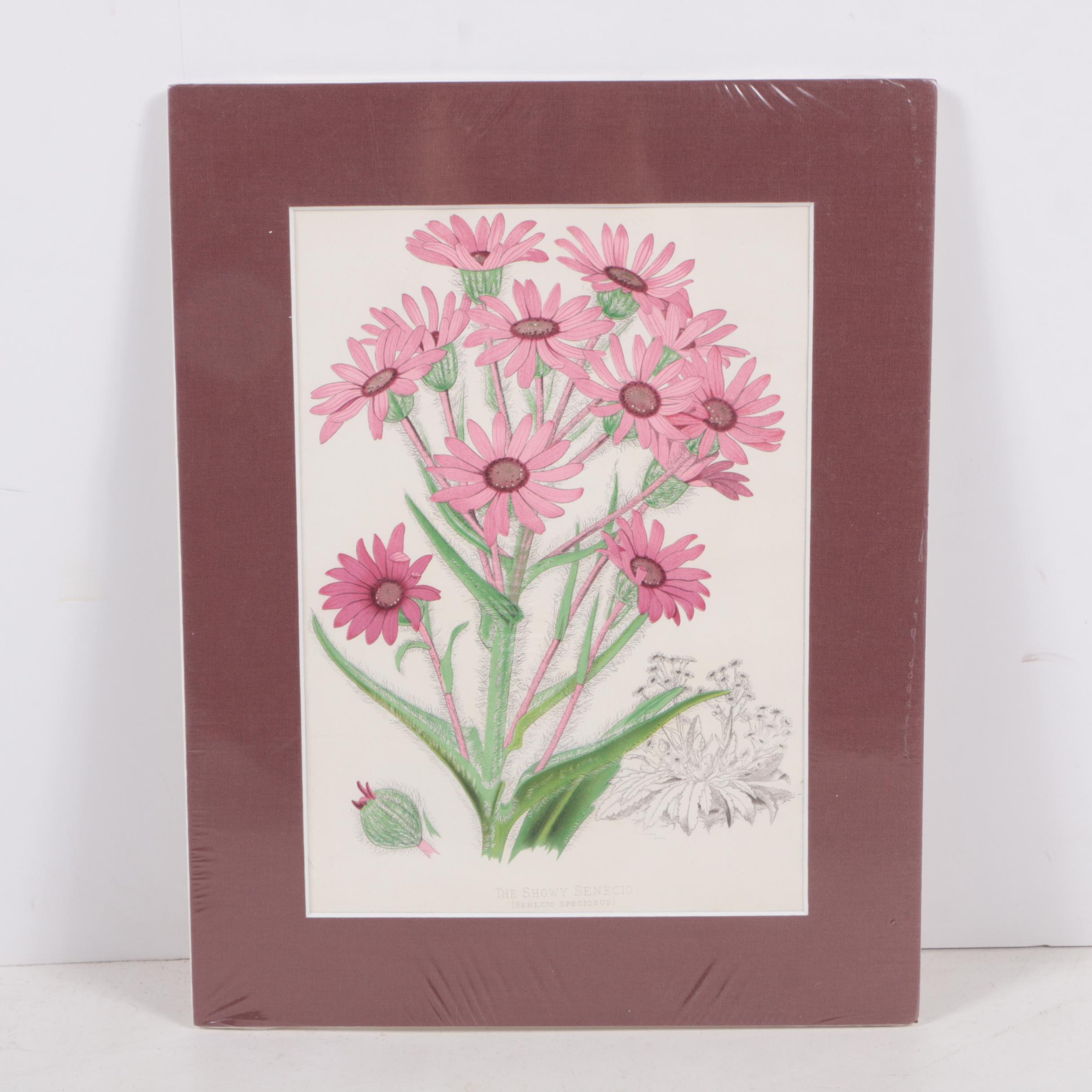 Hand-Colored Lithographs of Botanical Subjects From "Paxton's Flower Garden"