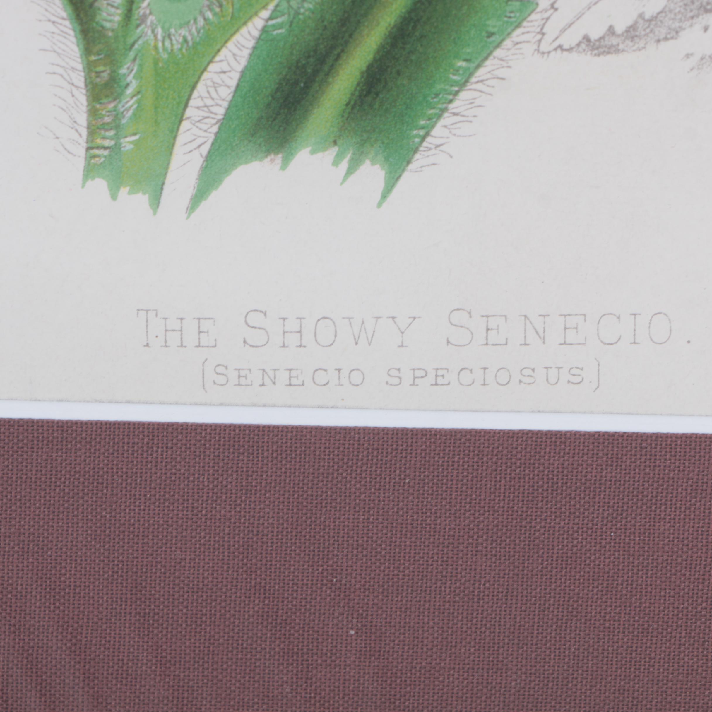 Hand-Colored Lithographs of Botanical Subjects From "Paxton's Flower Garden"