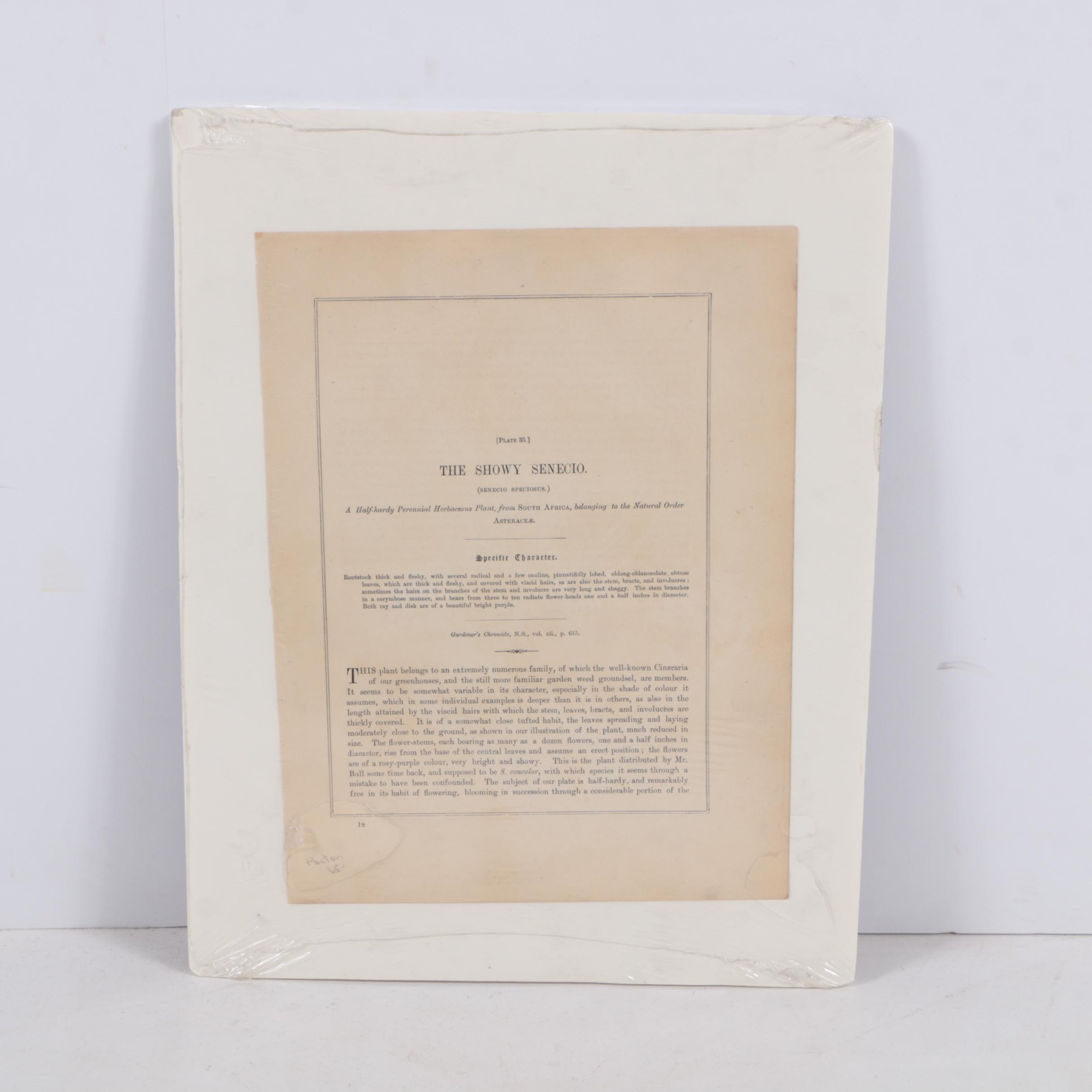 Hand-Colored Lithographs of Botanical Subjects From "Paxton's Flower Garden"