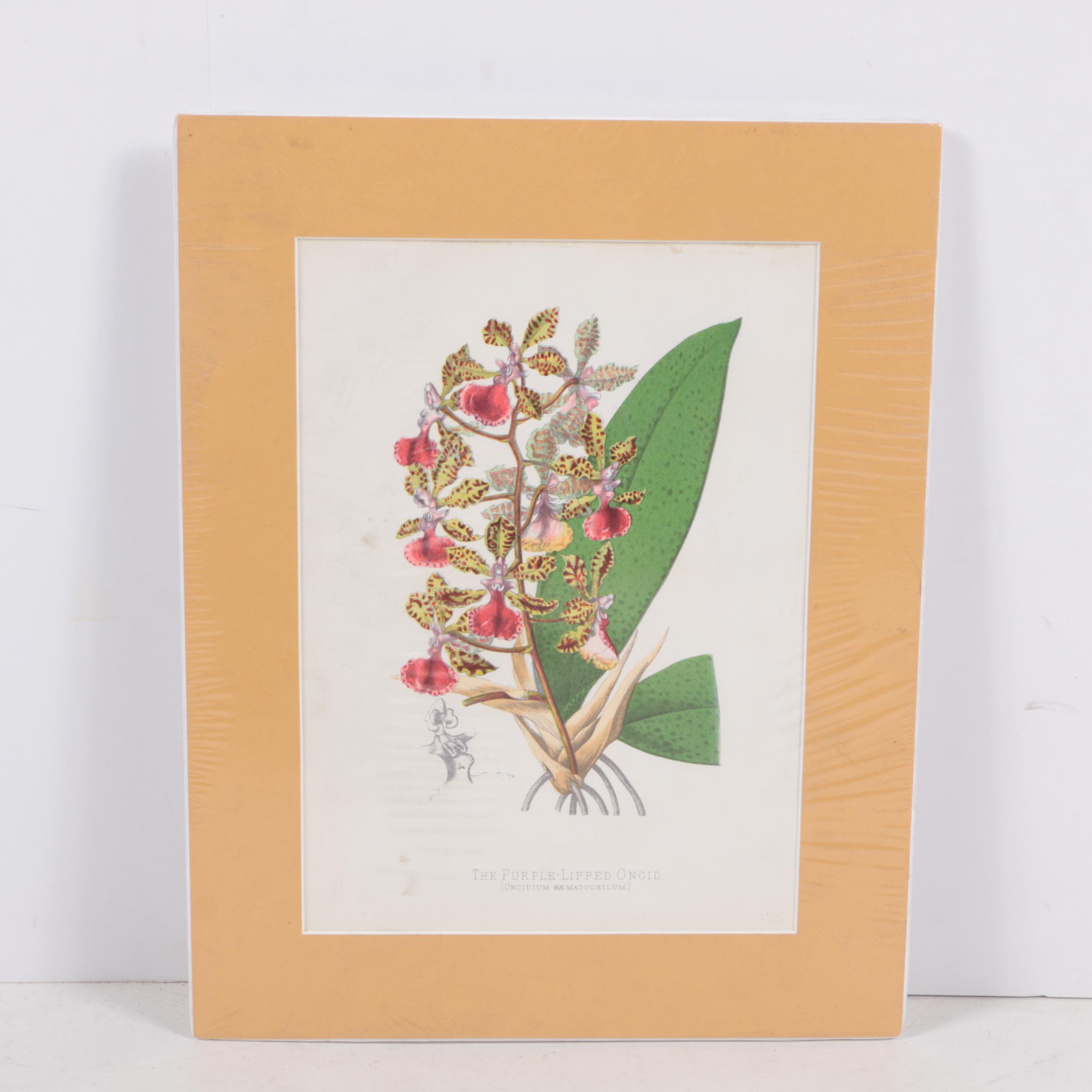 Hand-Colored Lithographs of Botanical Subjects From "Paxton's Flower Garden"