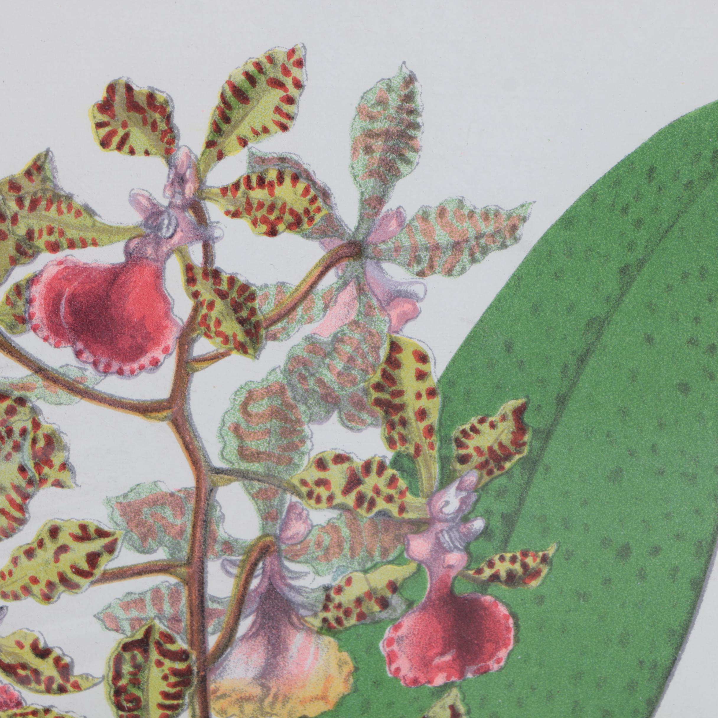 Hand-Colored Lithographs of Botanical Subjects From "Paxton's Flower Garden"