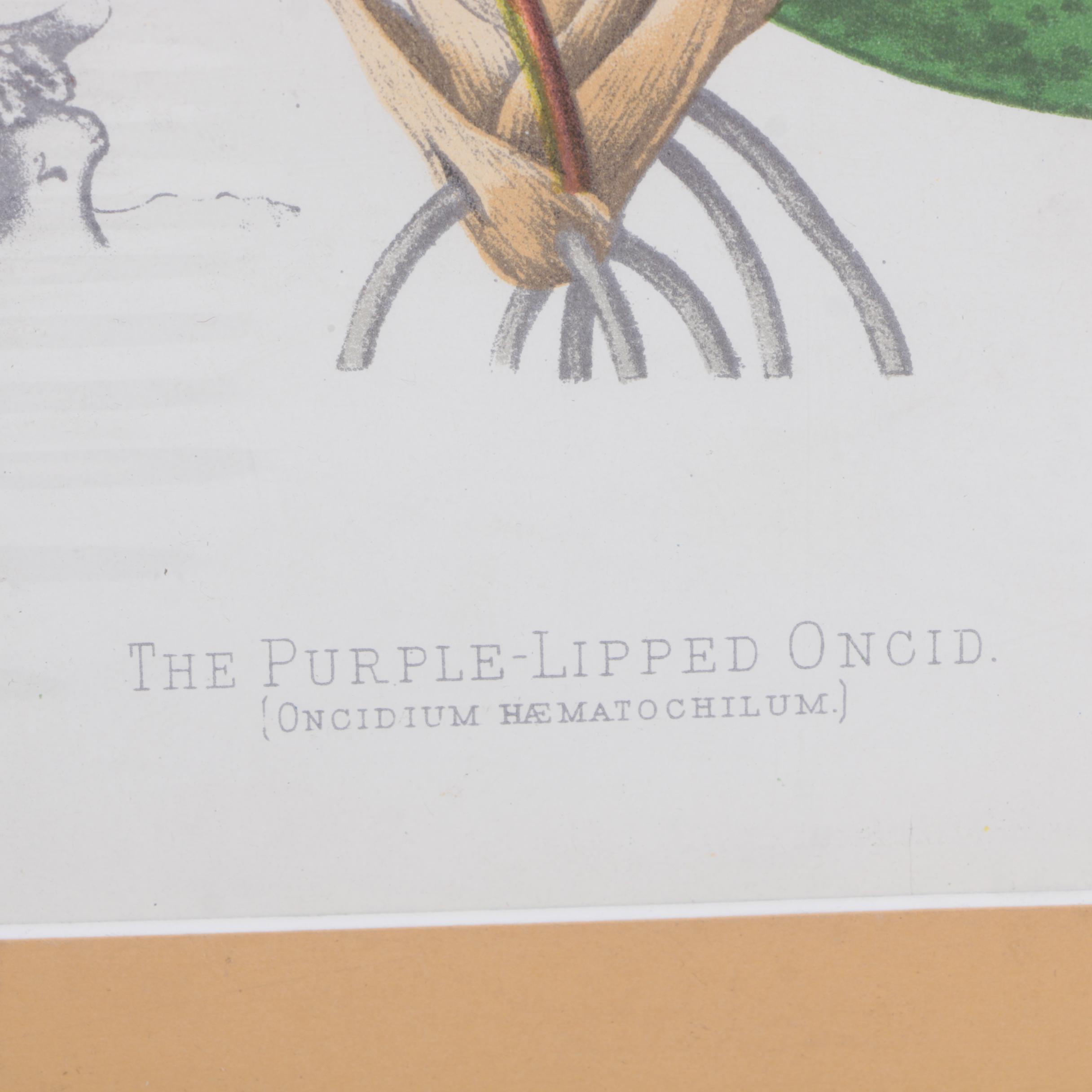 Hand-Colored Lithographs of Botanical Subjects From "Paxton's Flower Garden"