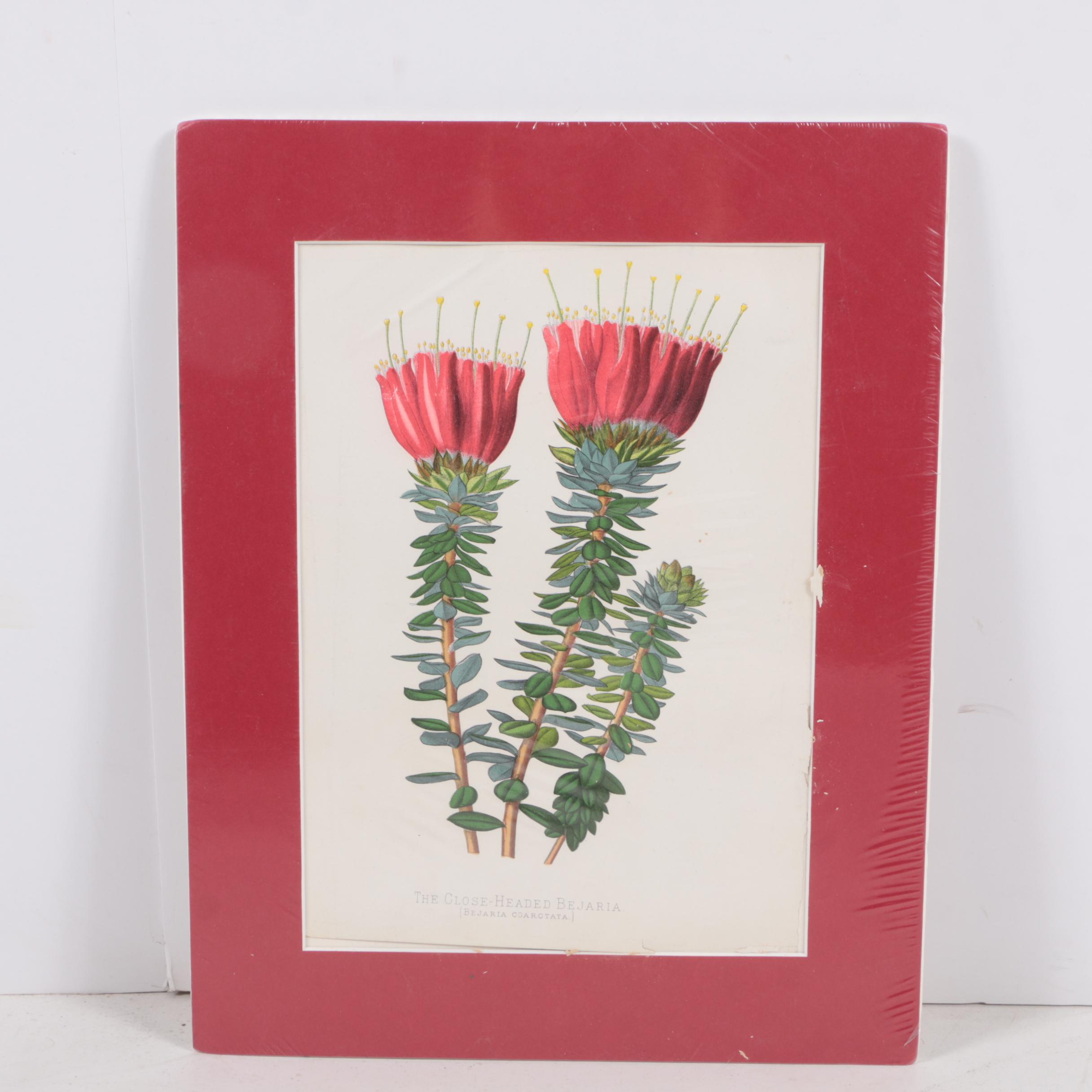 Hand-Colored Lithographs of Botanical Subjects From "Paxton's Flower Garden"
