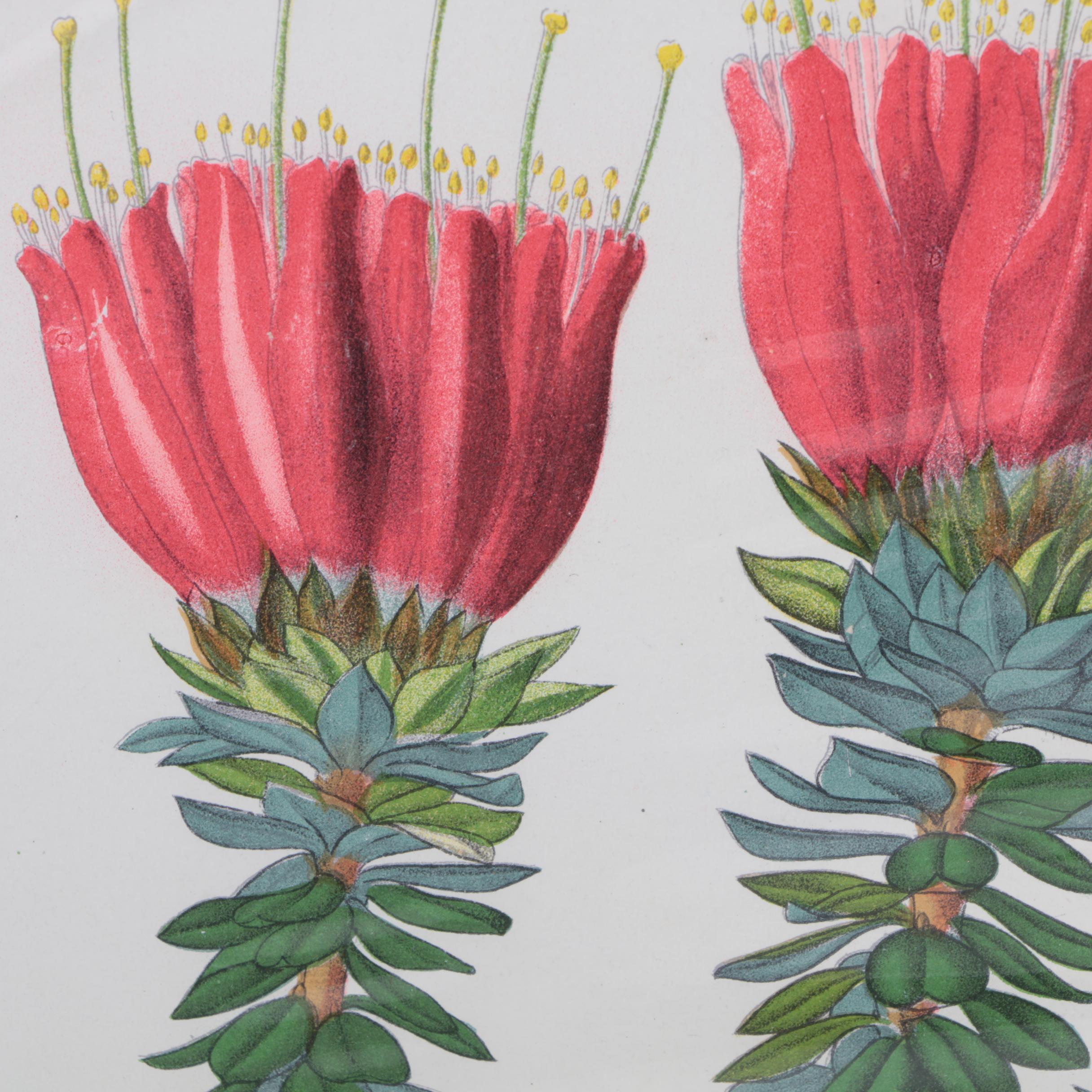 Hand-Colored Lithographs of Botanical Subjects From "Paxton's Flower Garden"