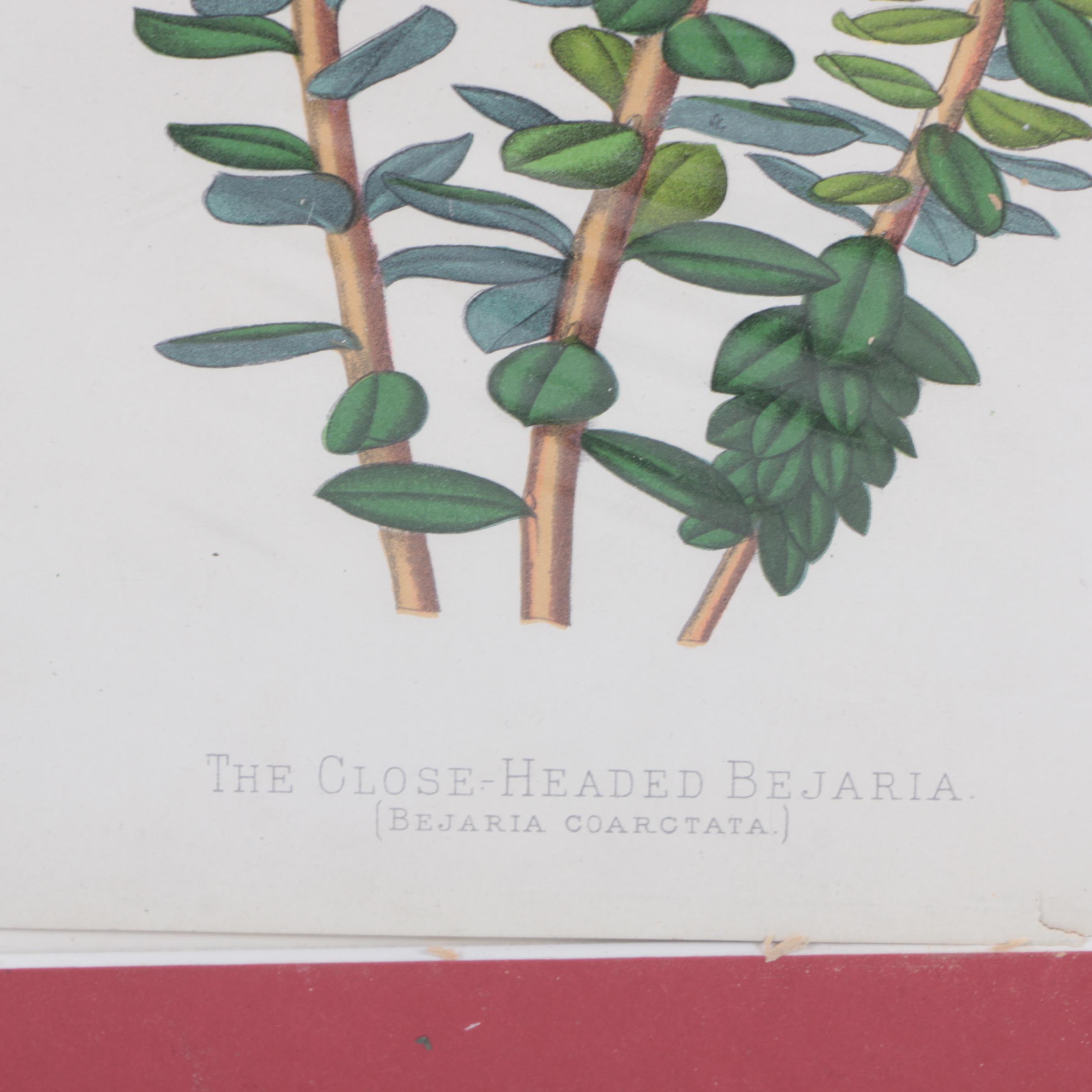 Hand-Colored Lithographs of Botanical Subjects From "Paxton's Flower Garden"