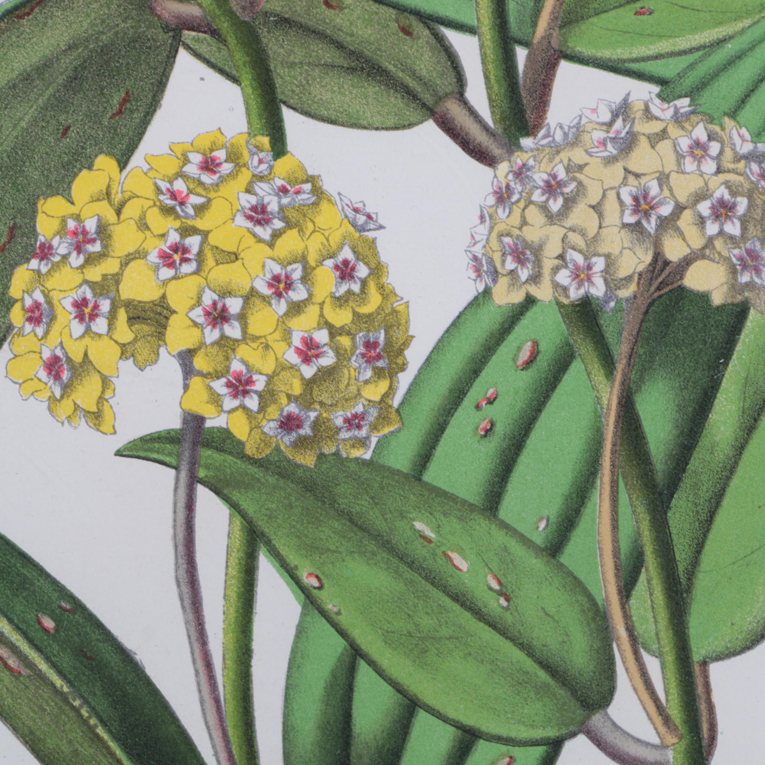 Hand-Colored Lithographs of Botanical Subjects From "Paxton's Flower Garden"
