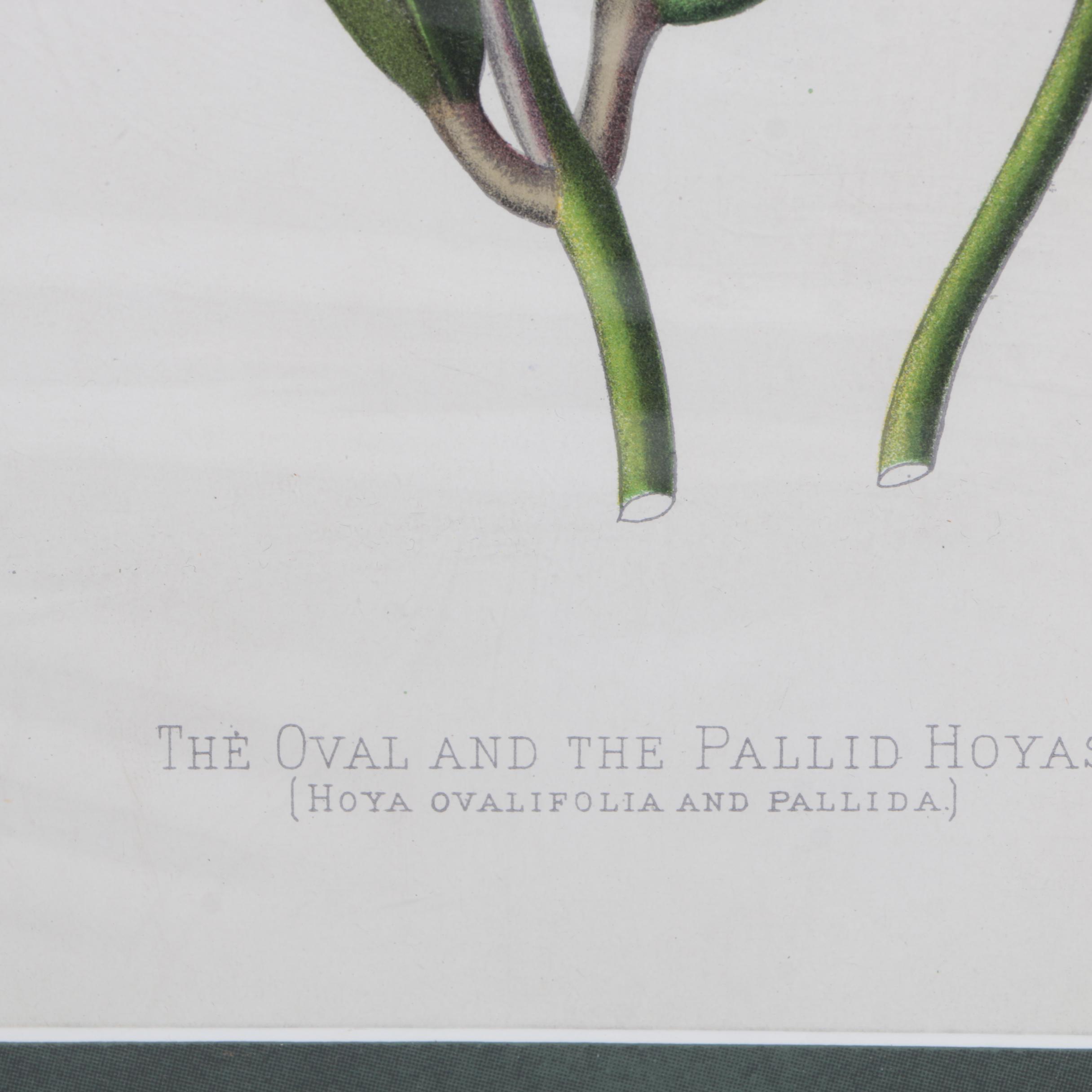 Hand-Colored Lithographs of Botanical Subjects From "Paxton's Flower Garden"