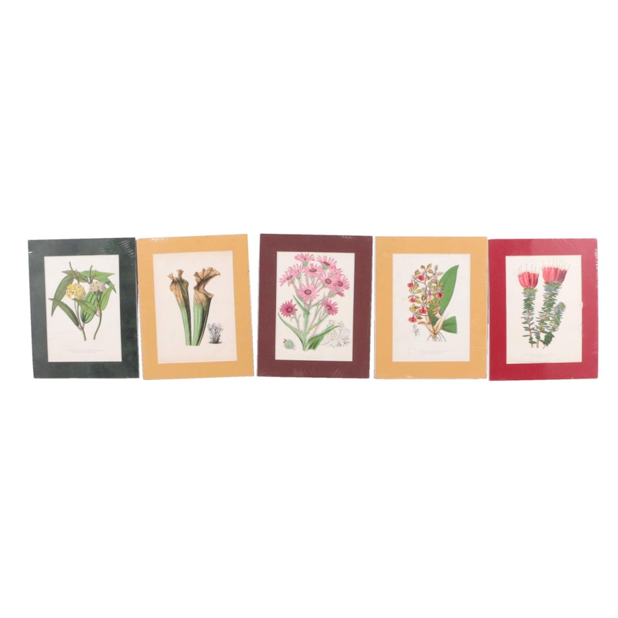 Hand-Colored Lithographs of Botanical Subjects From "Paxton's Flower Garden"