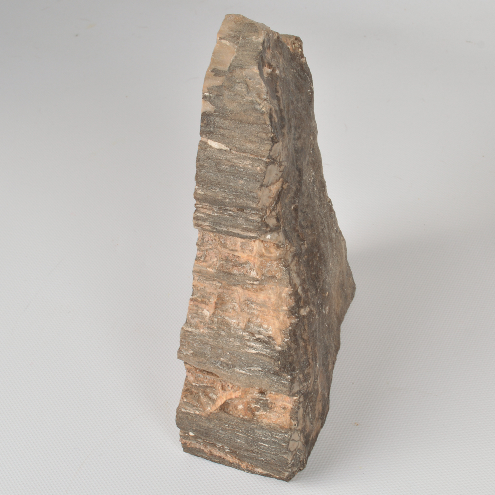 Assortment of Fossil and Mineral Specimens With Vintage Book