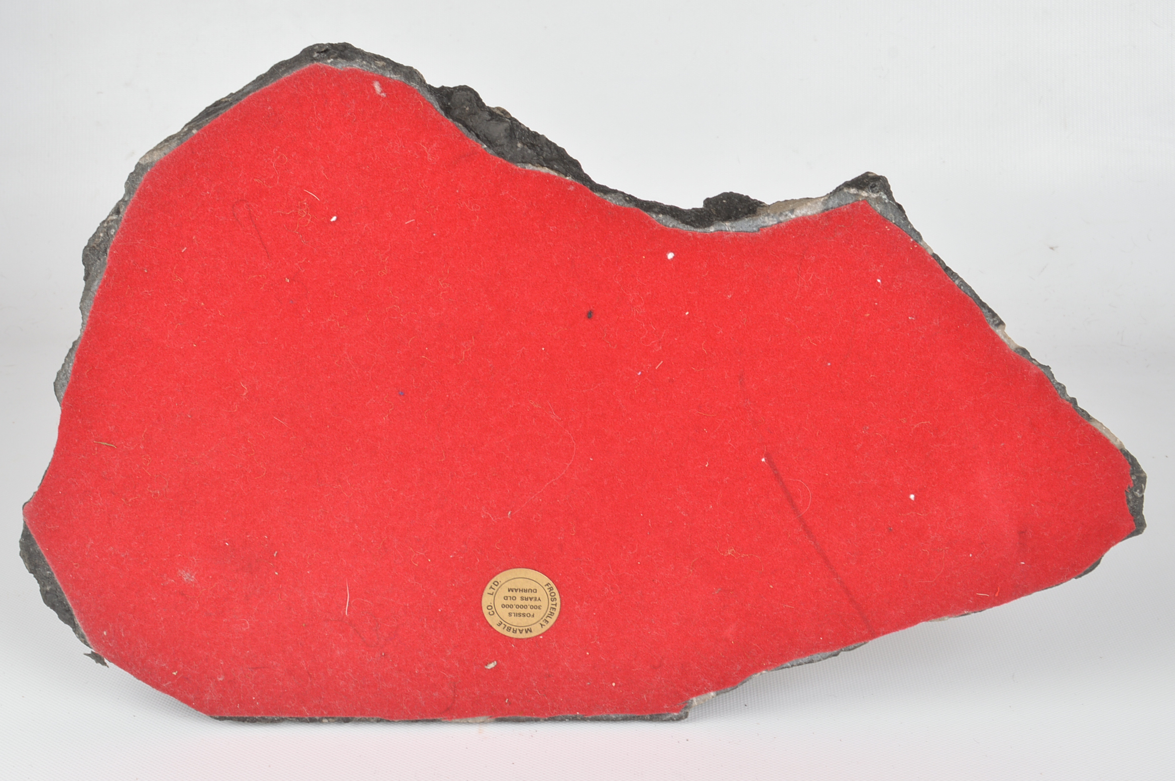 Frosterley Marble Company Fossilized Marble Mantel Clock