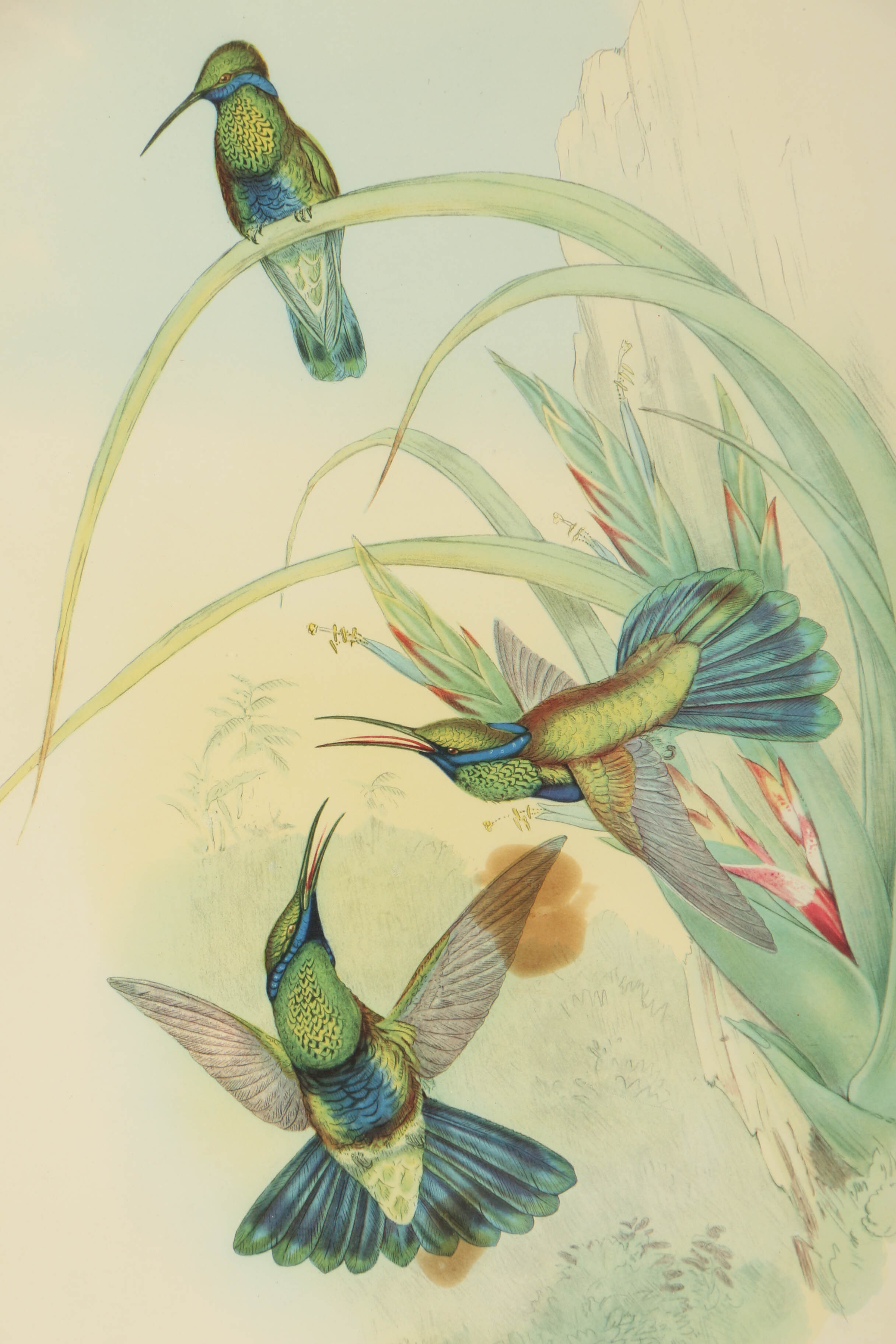 Offset Lithograph After J. Gould and H.C. Richer "Petasophora Iolata"