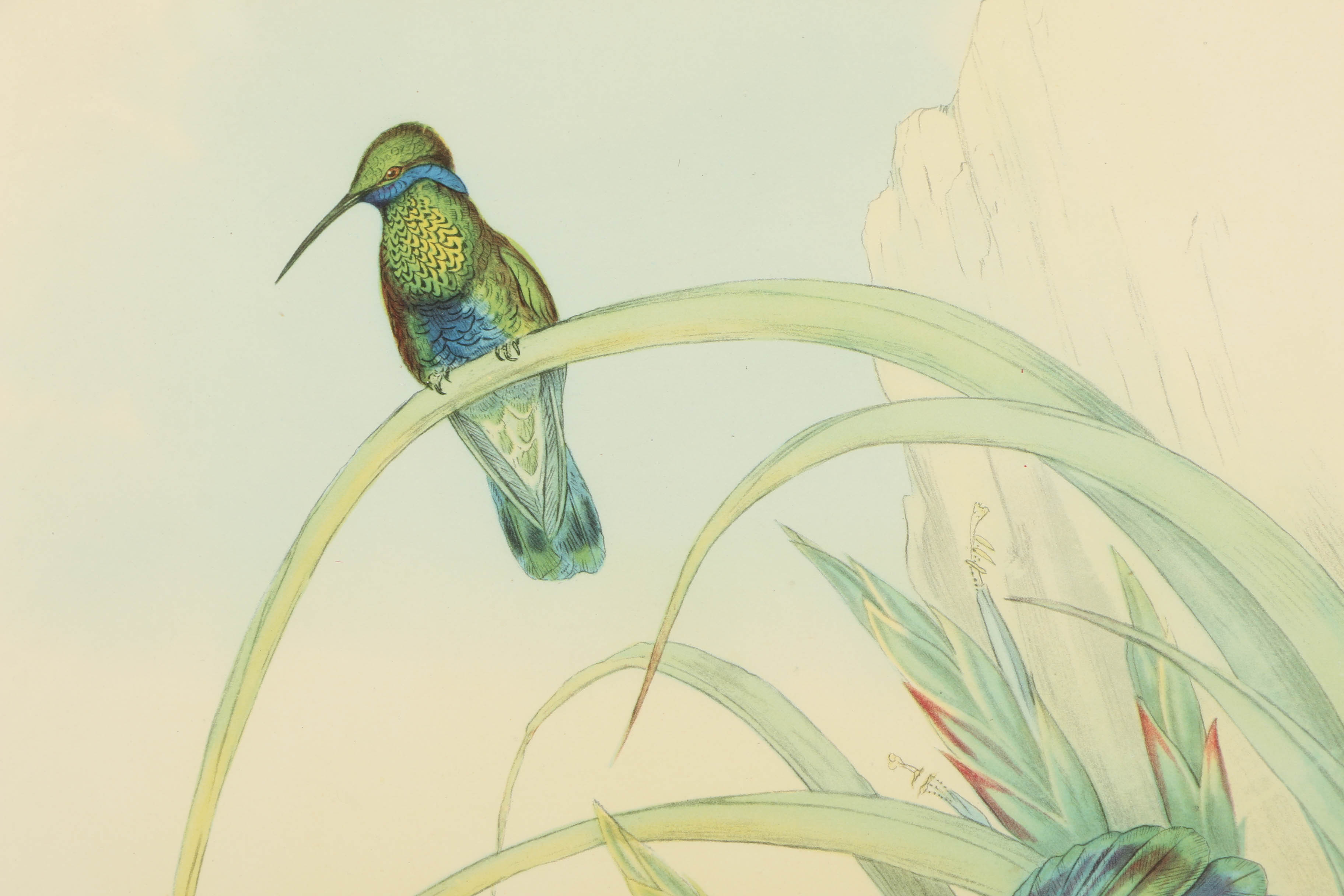 Offset Lithograph After J. Gould and H.C. Richer "Petasophora Iolata"