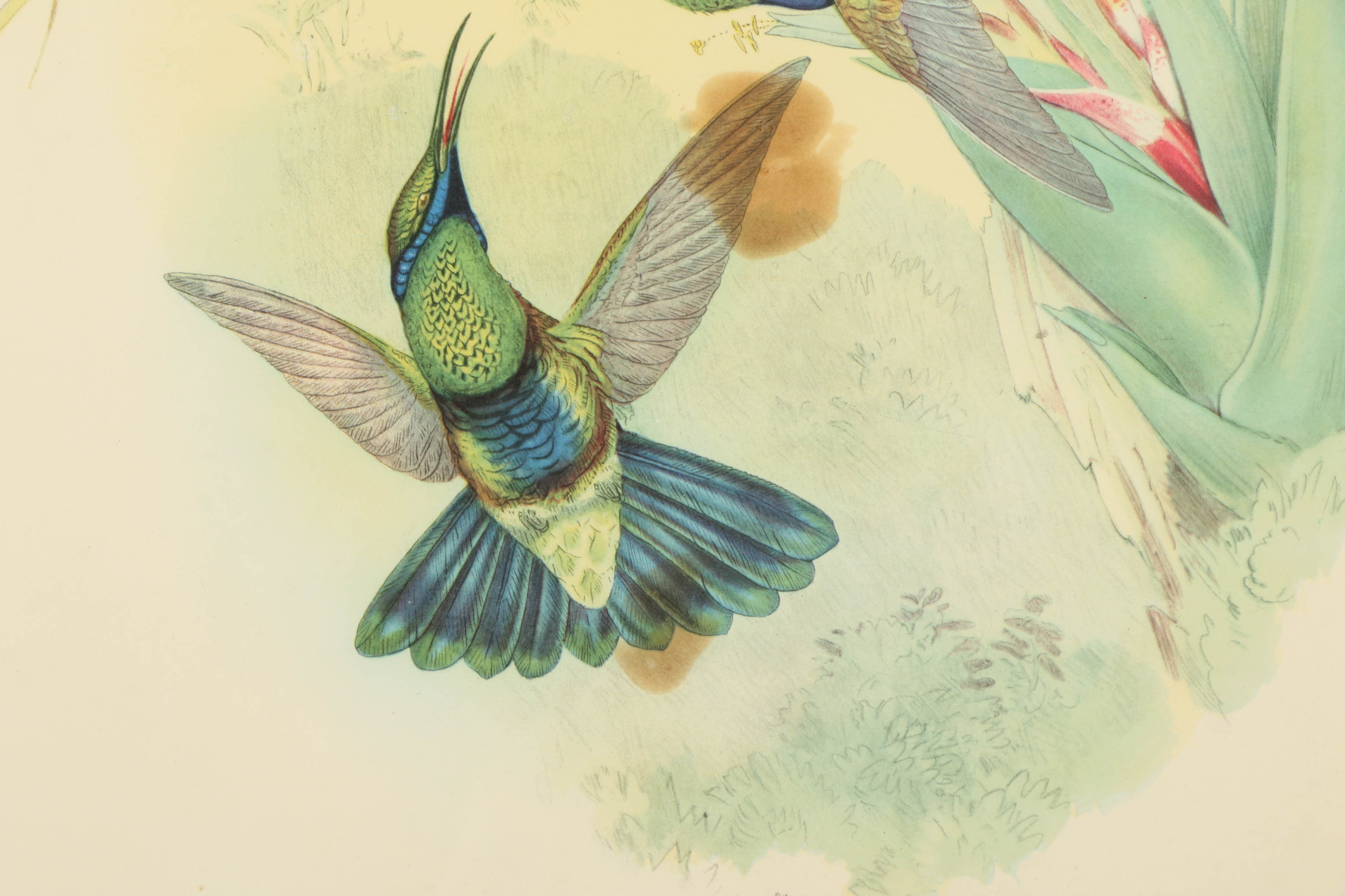 Offset Lithograph After J. Gould and H.C. Richer "Petasophora Iolata"