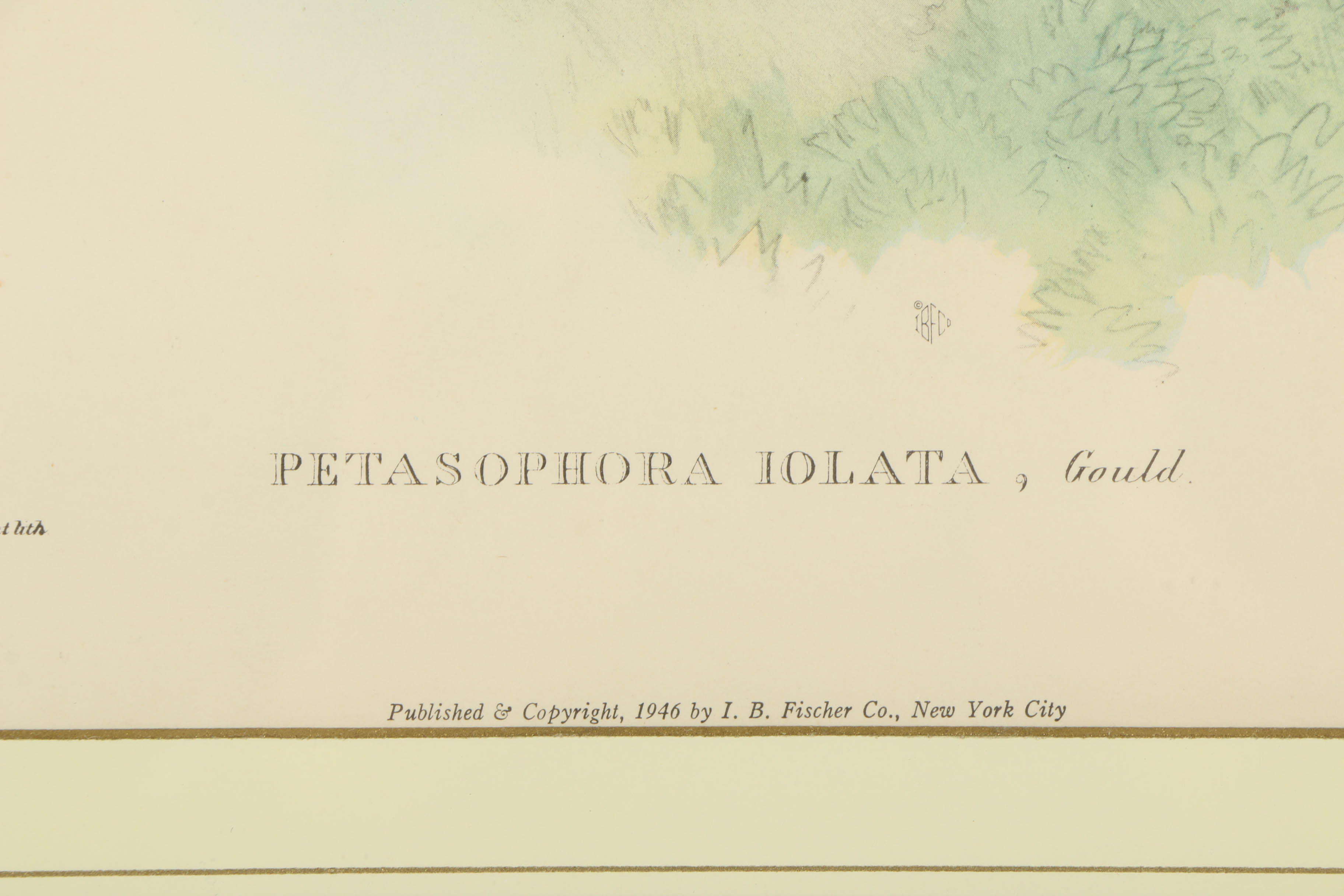 Offset Lithograph After J. Gould and H.C. Richer "Petasophora Iolata"