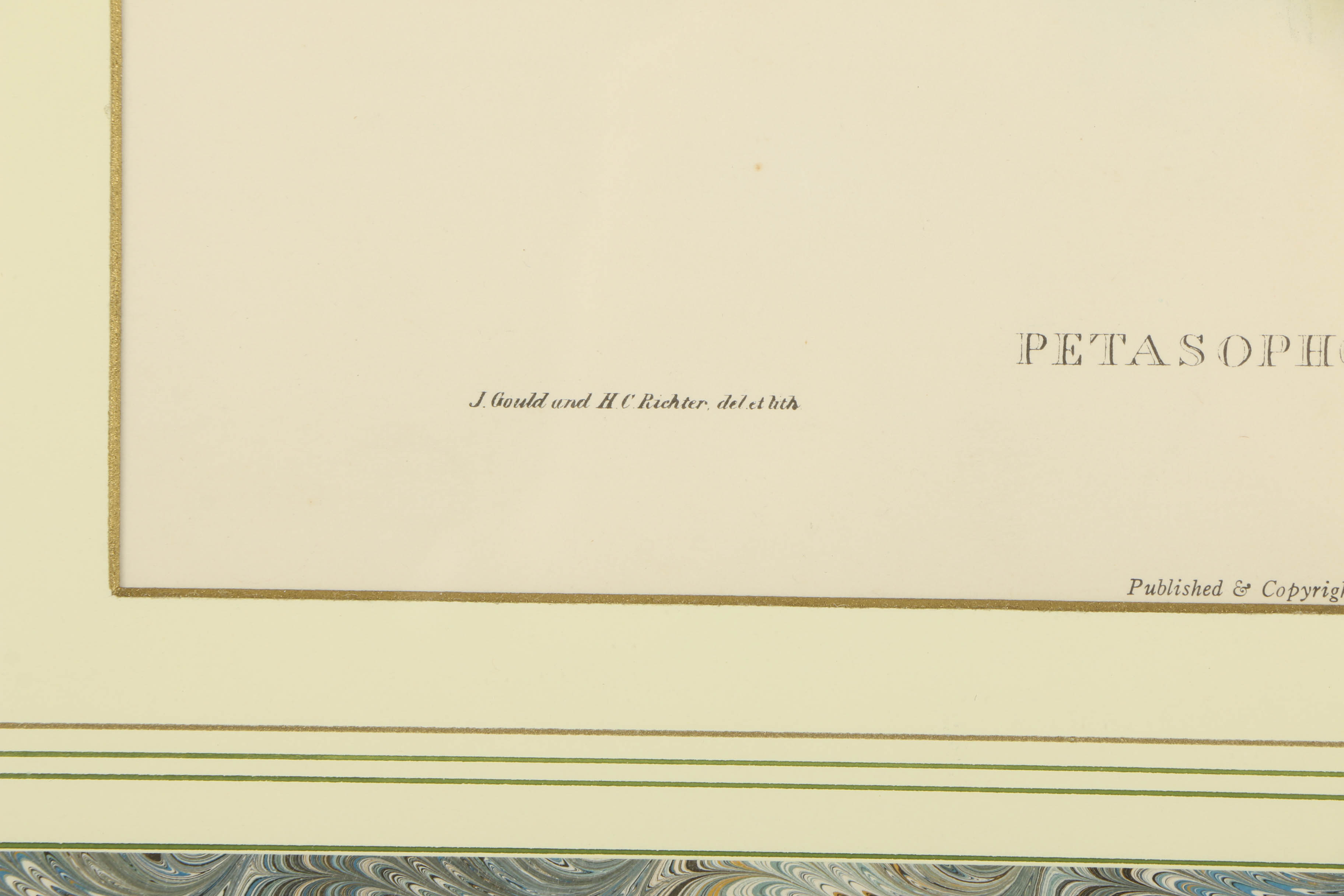 Offset Lithograph After J. Gould and H.C. Richer "Petasophora Iolata"