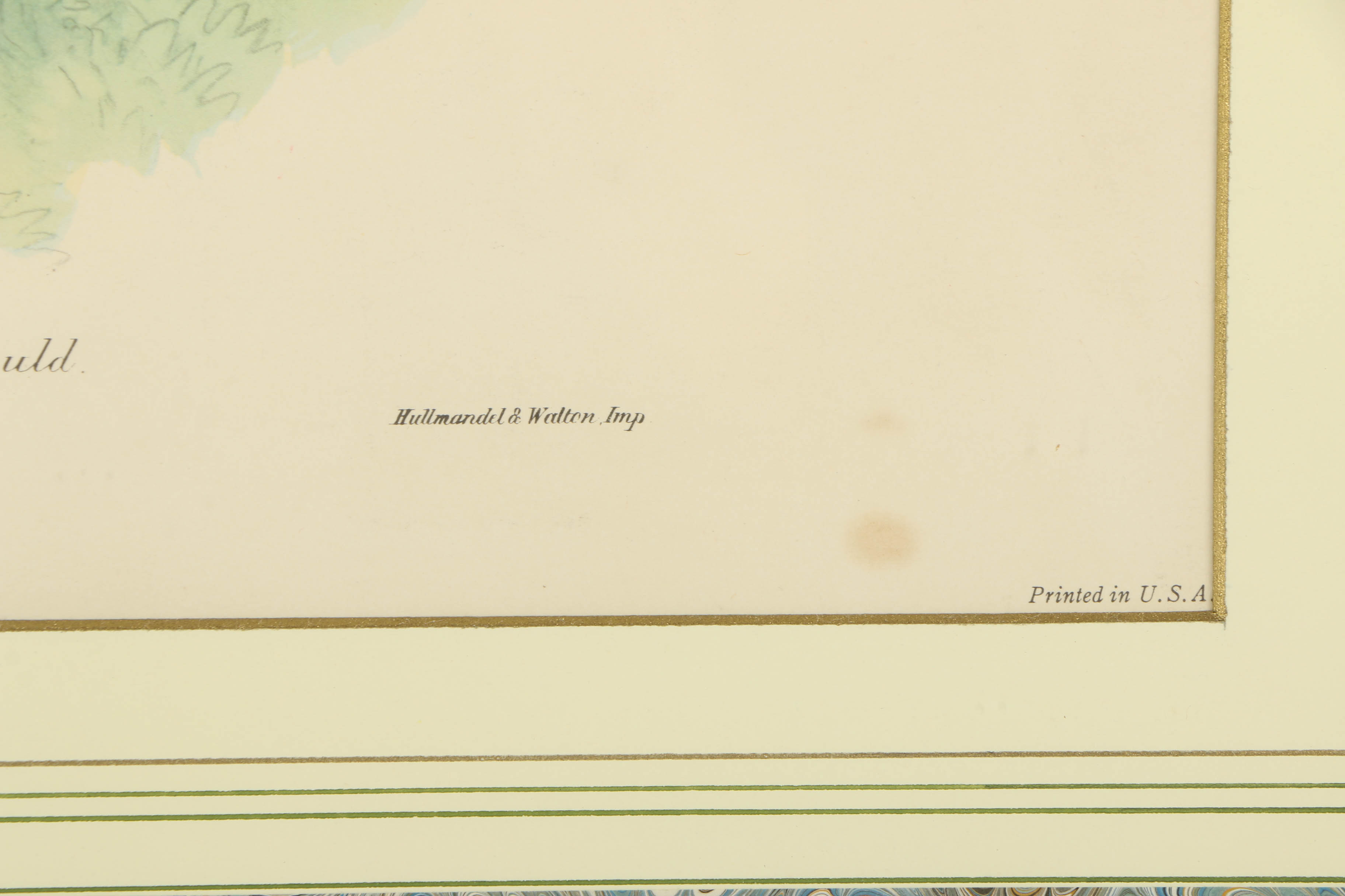 Offset Lithograph After J. Gould and H.C. Richer "Petasophora Iolata"