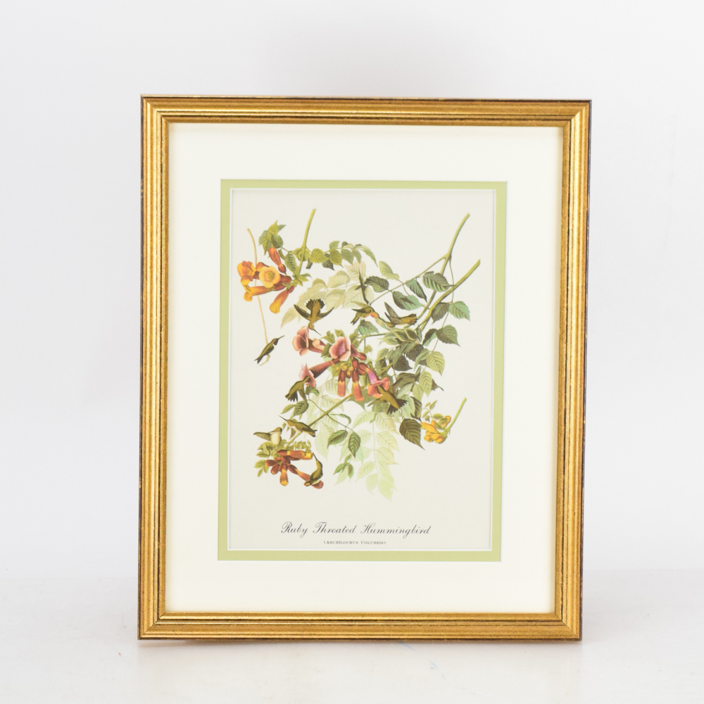 Offset Lithograph After J.J. Audubon's "Ruby Throated Hummingbird"