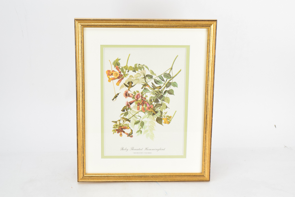 Offset Lithograph After J.J. Audubon's "Ruby Throated Hummingbird"