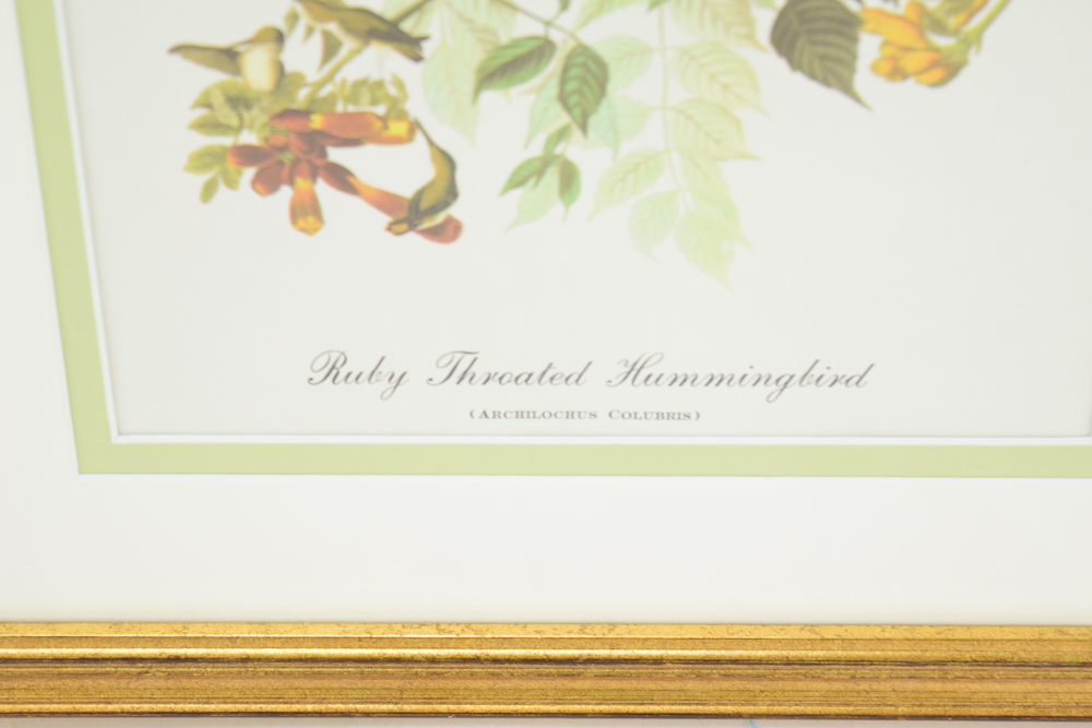 Offset Lithograph After J.J. Audubon's "Ruby Throated Hummingbird"