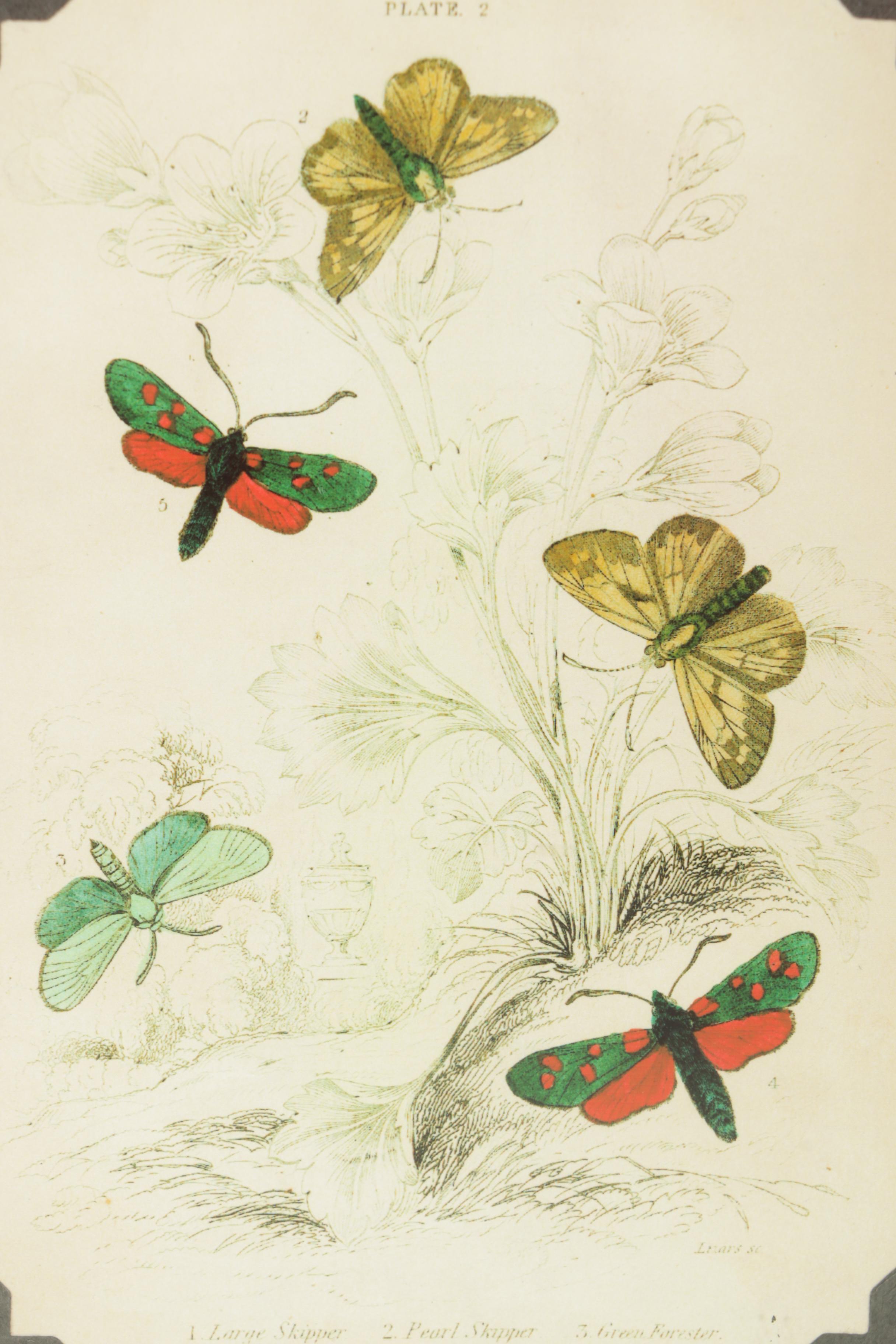 Flower and Moth Prints on Paper and John Derian Plate