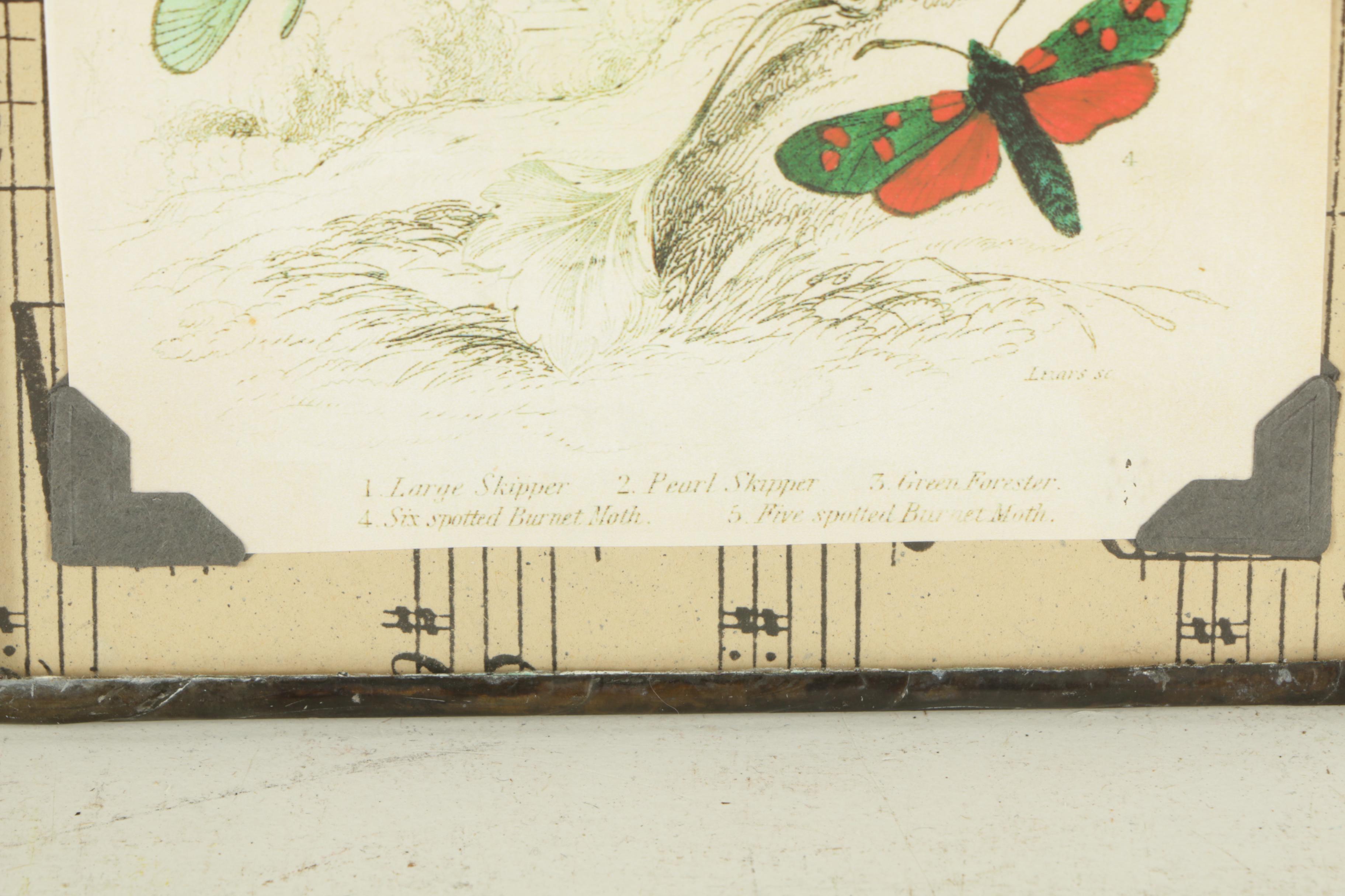 Flower and Moth Prints on Paper and John Derian Plate