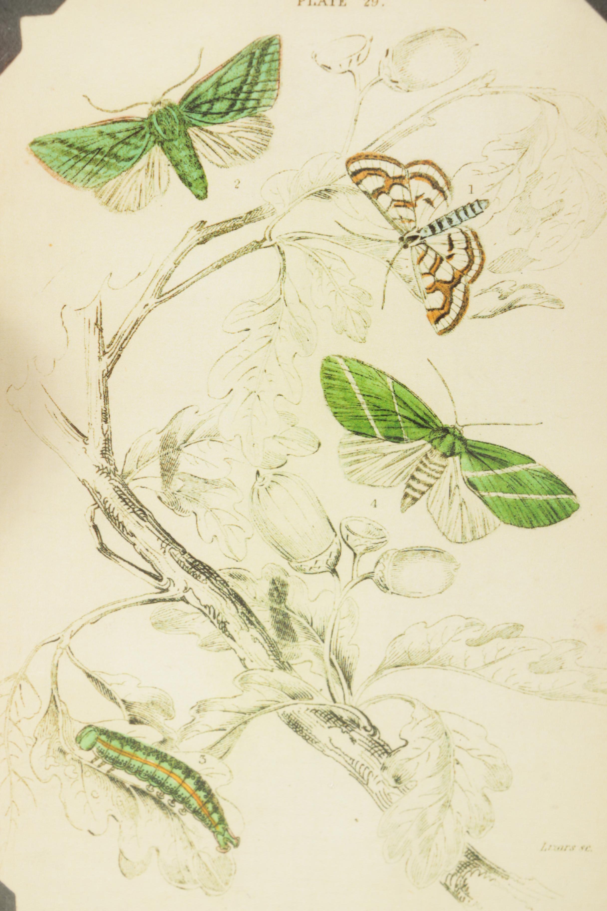 Flower and Moth Prints on Paper and John Derian Plate