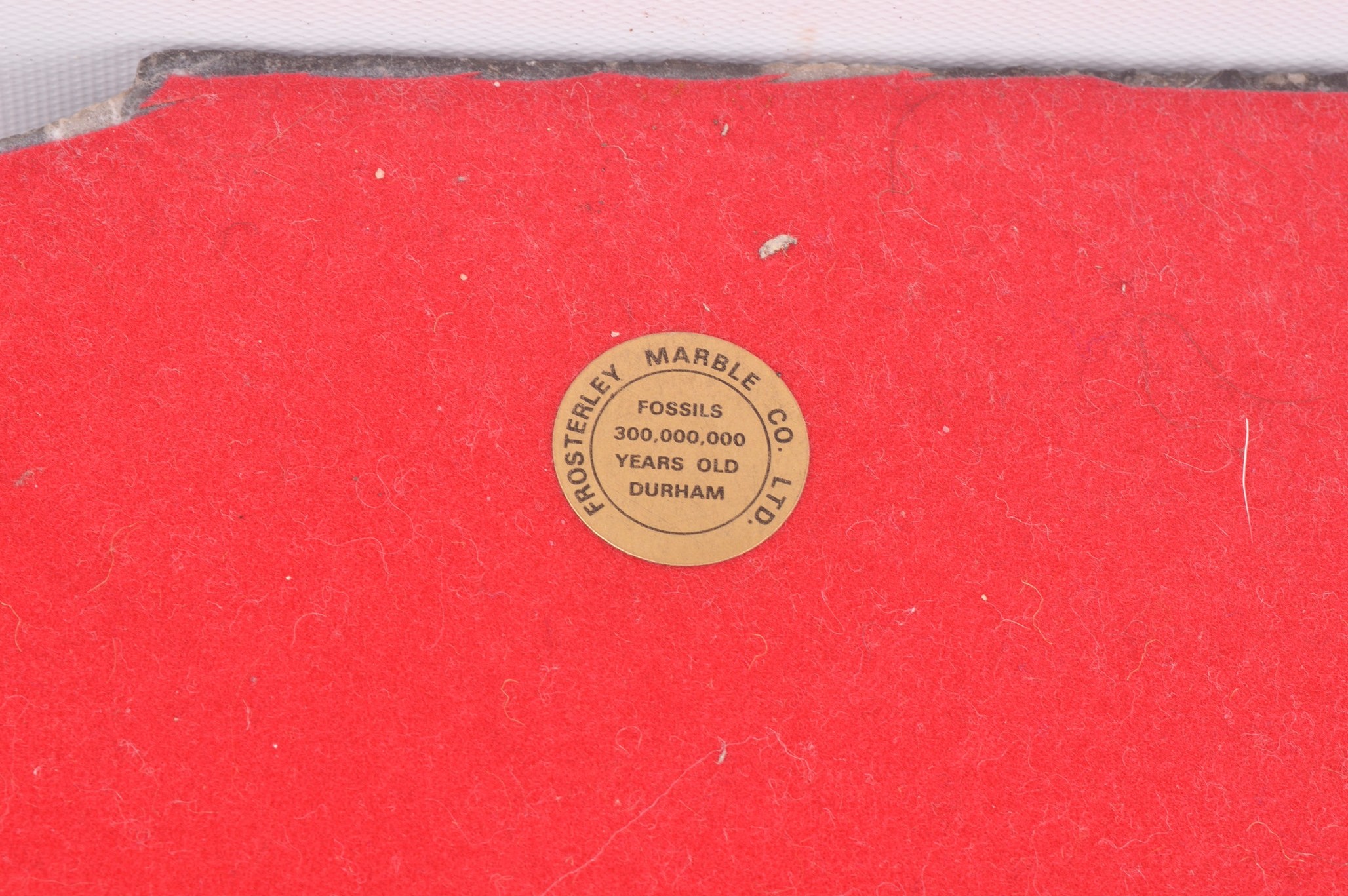 Frosterley Marble Company Fossilized Marble Mantel Clock