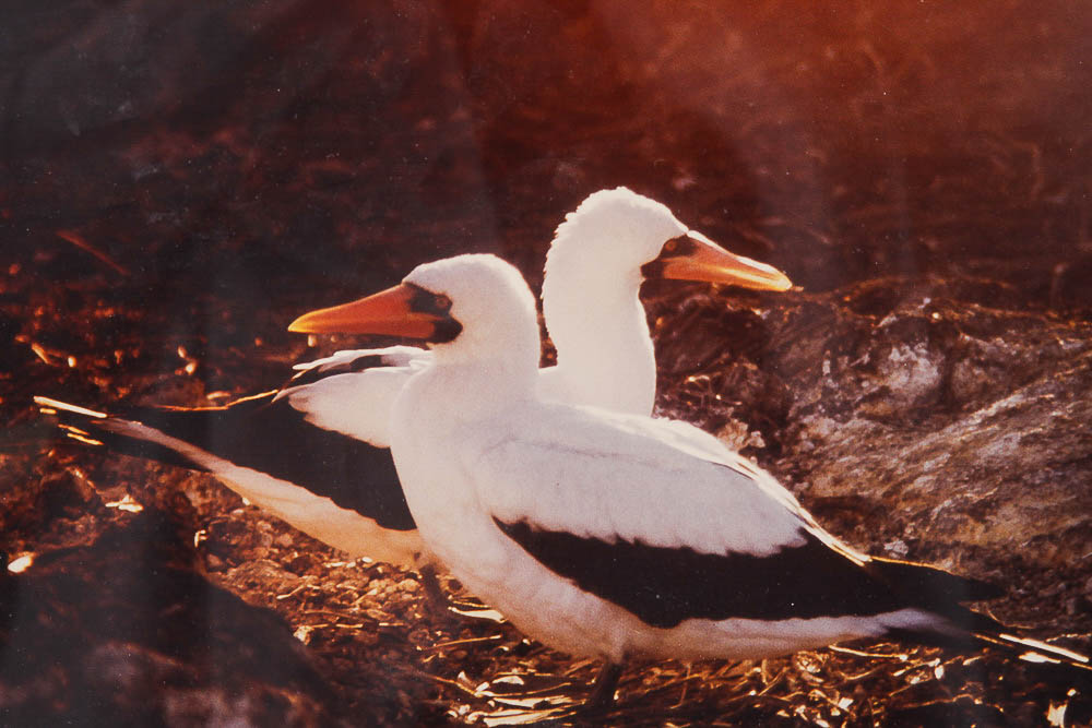Dr. David Shander Color Photograph "Masked Boobies"