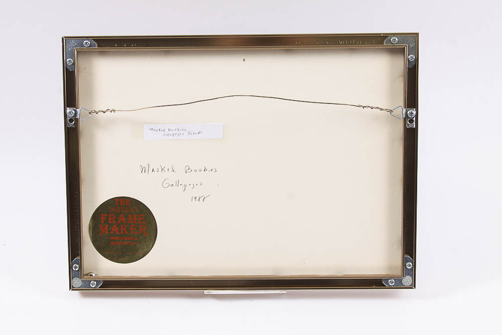 Dr. David Shander Color Photograph "Masked Boobies"