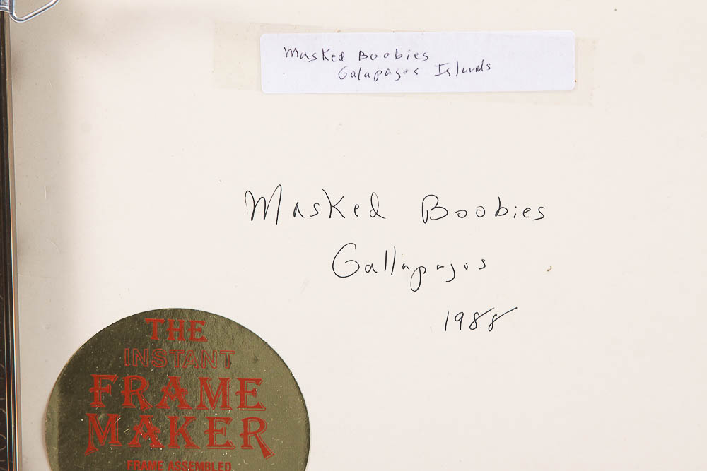 Dr. David Shander Color Photograph "Masked Boobies"