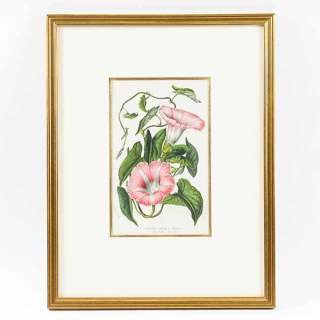 Framed Antique Botanical Chromolithograph Print