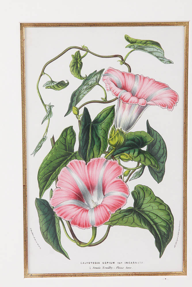 Framed Antique Botanical Chromolithograph Print