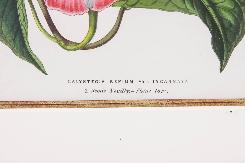 Framed Antique Botanical Chromolithograph Print