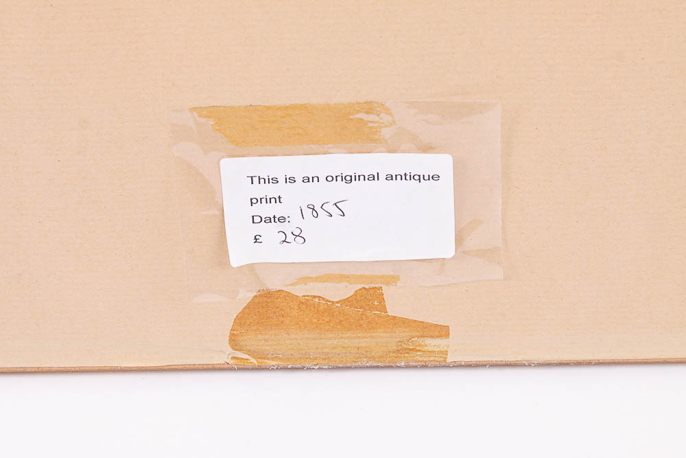 Framed Antique Botanical Chromolithograph Print